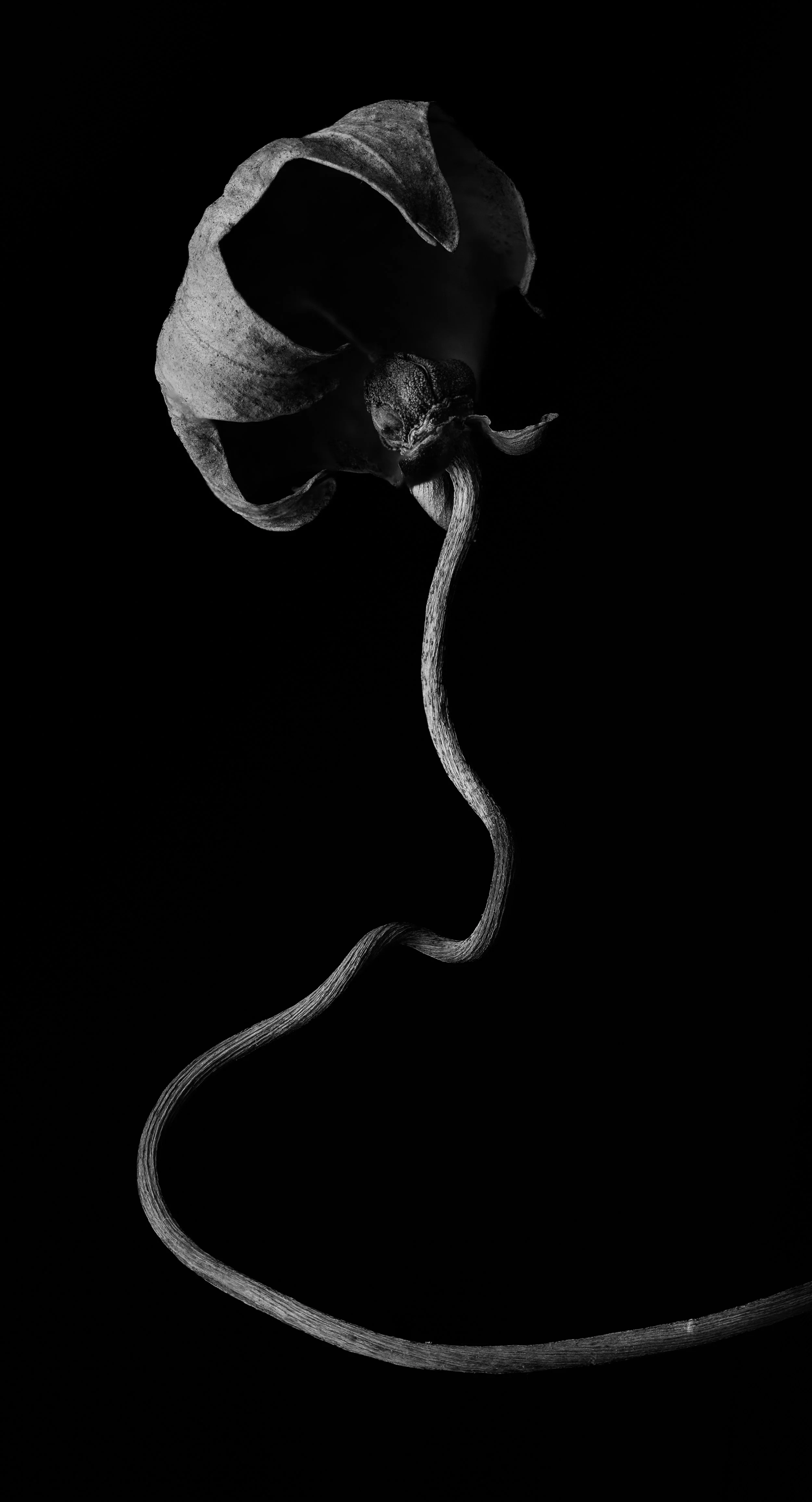 Sarracenia Black & White.jpg