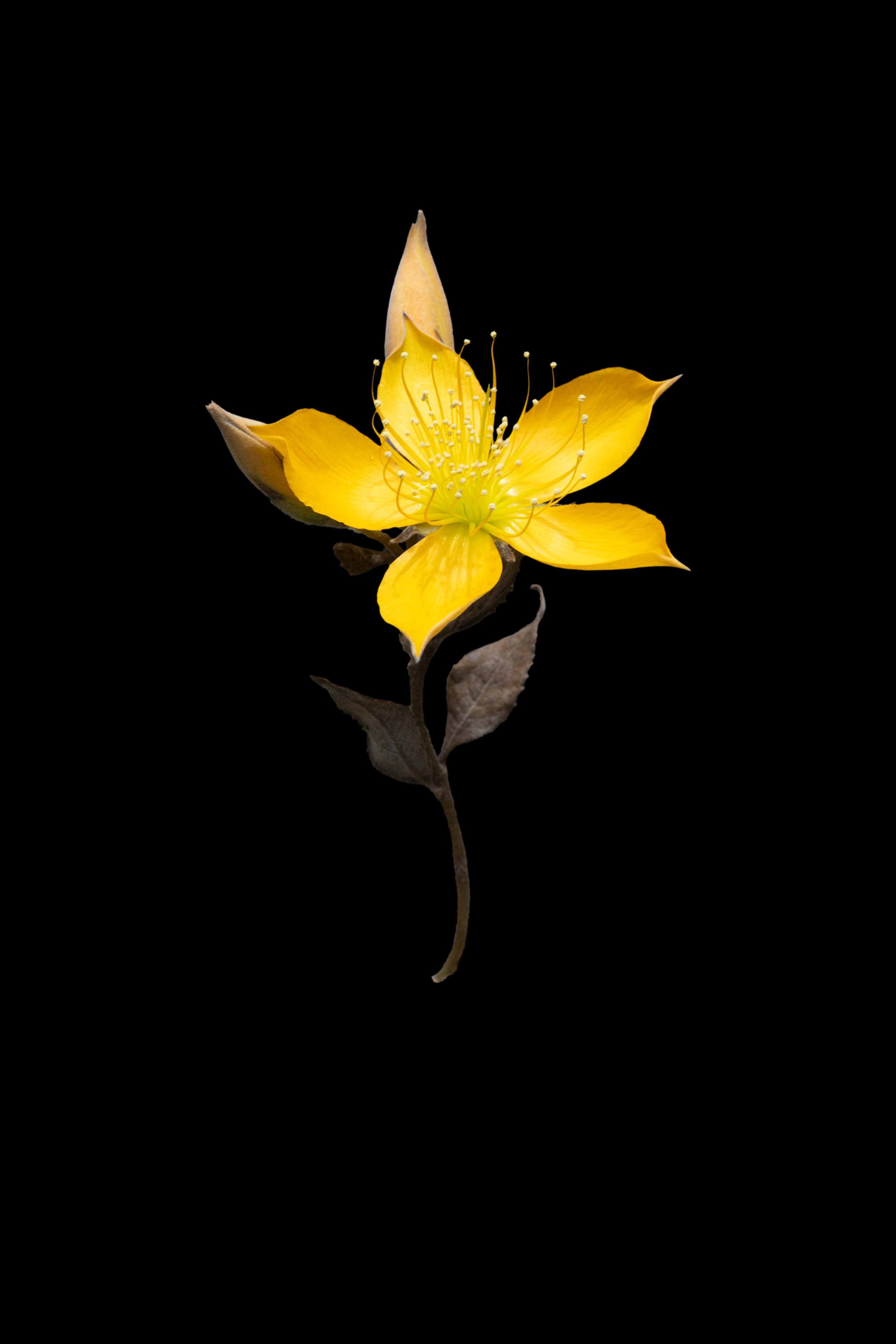 DSC_3606.png