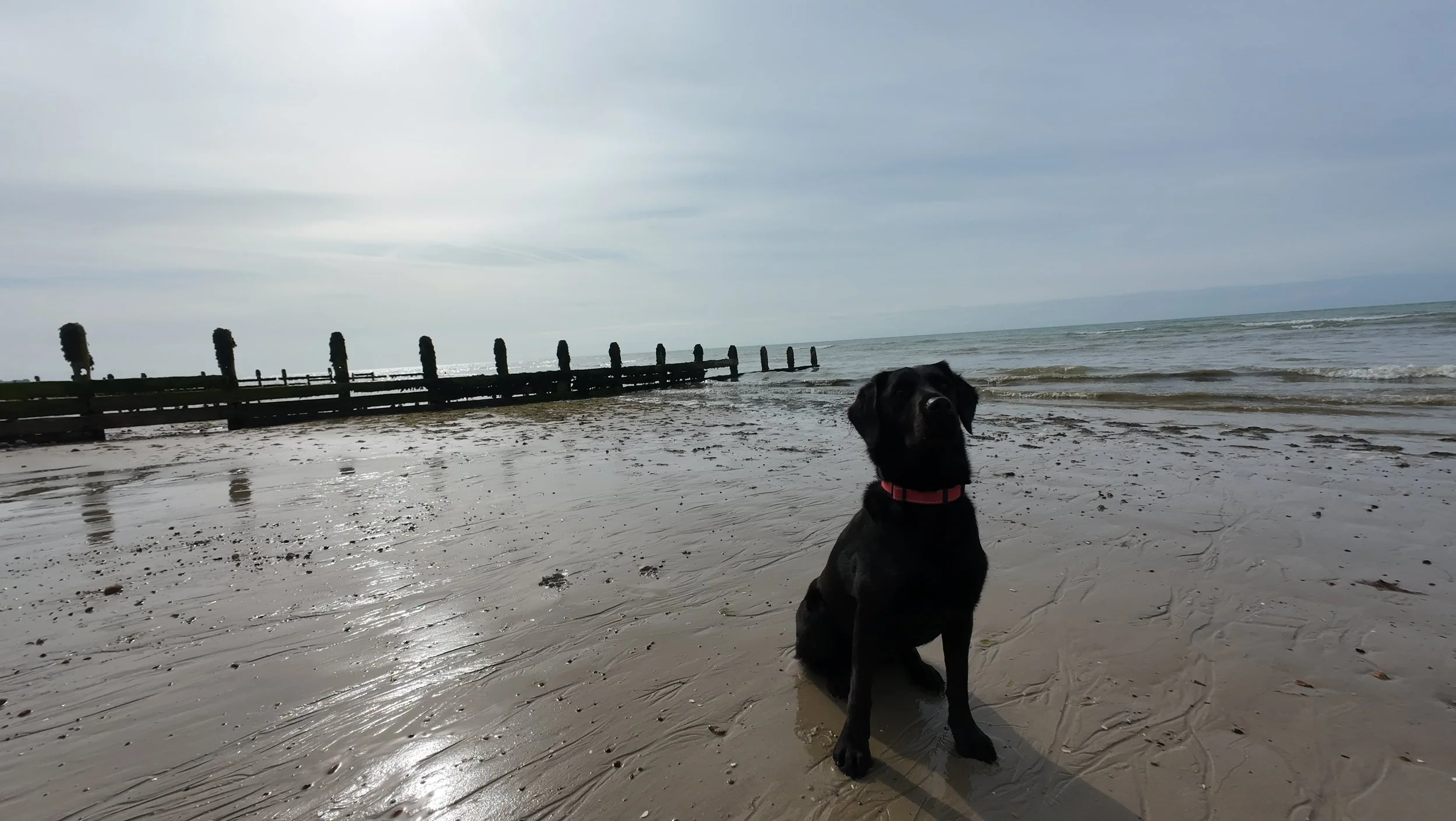 A black dog sitting on a sandy beach near the water, with a wooden breakwater in the background under a cloudy sky.