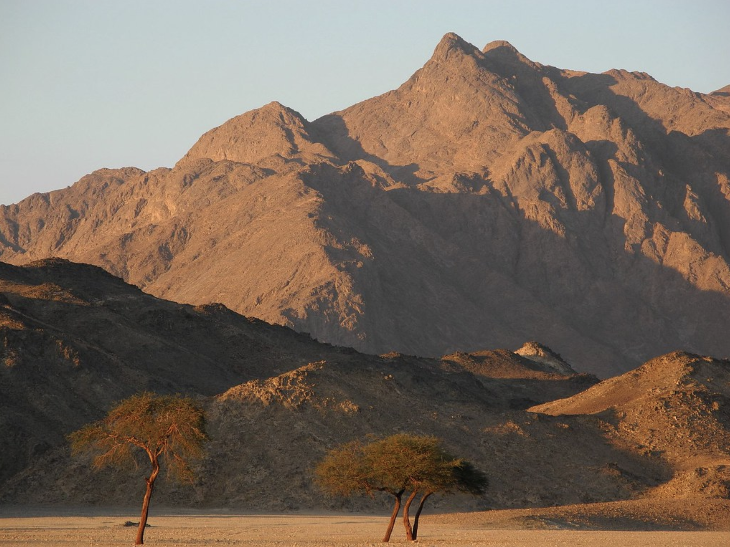 Desert landscape with two sparse trees in foreground, rugged mountains in background, and clear sky.