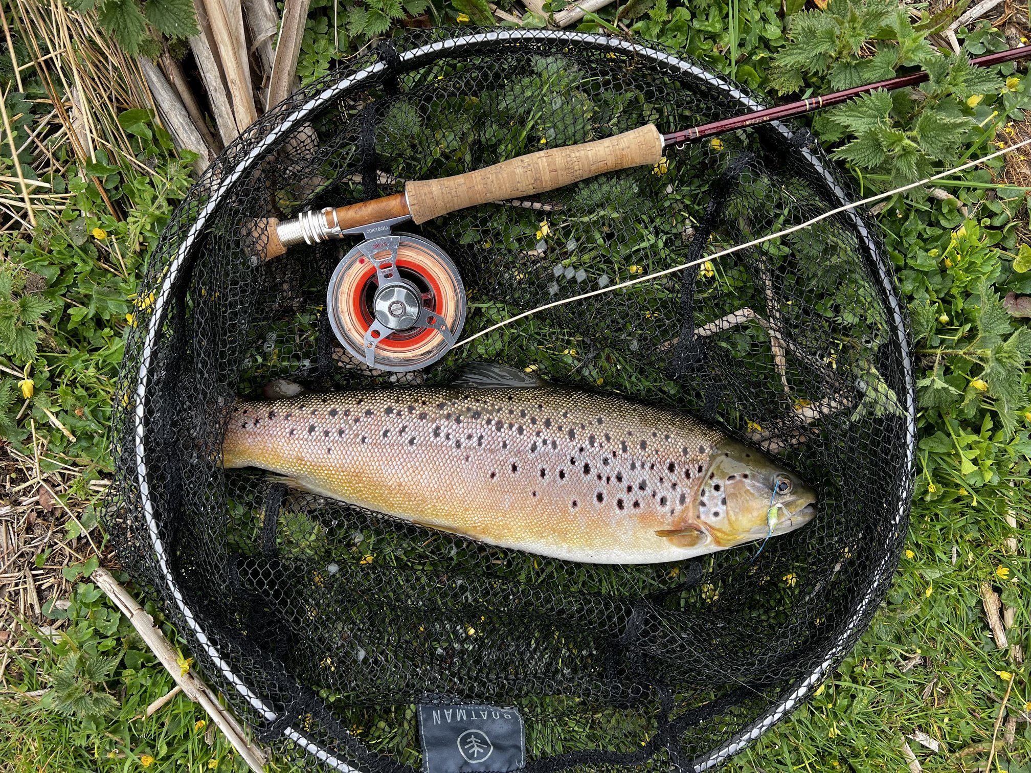A large rainbow trout caught in a fishing net resting on green grass and plants.