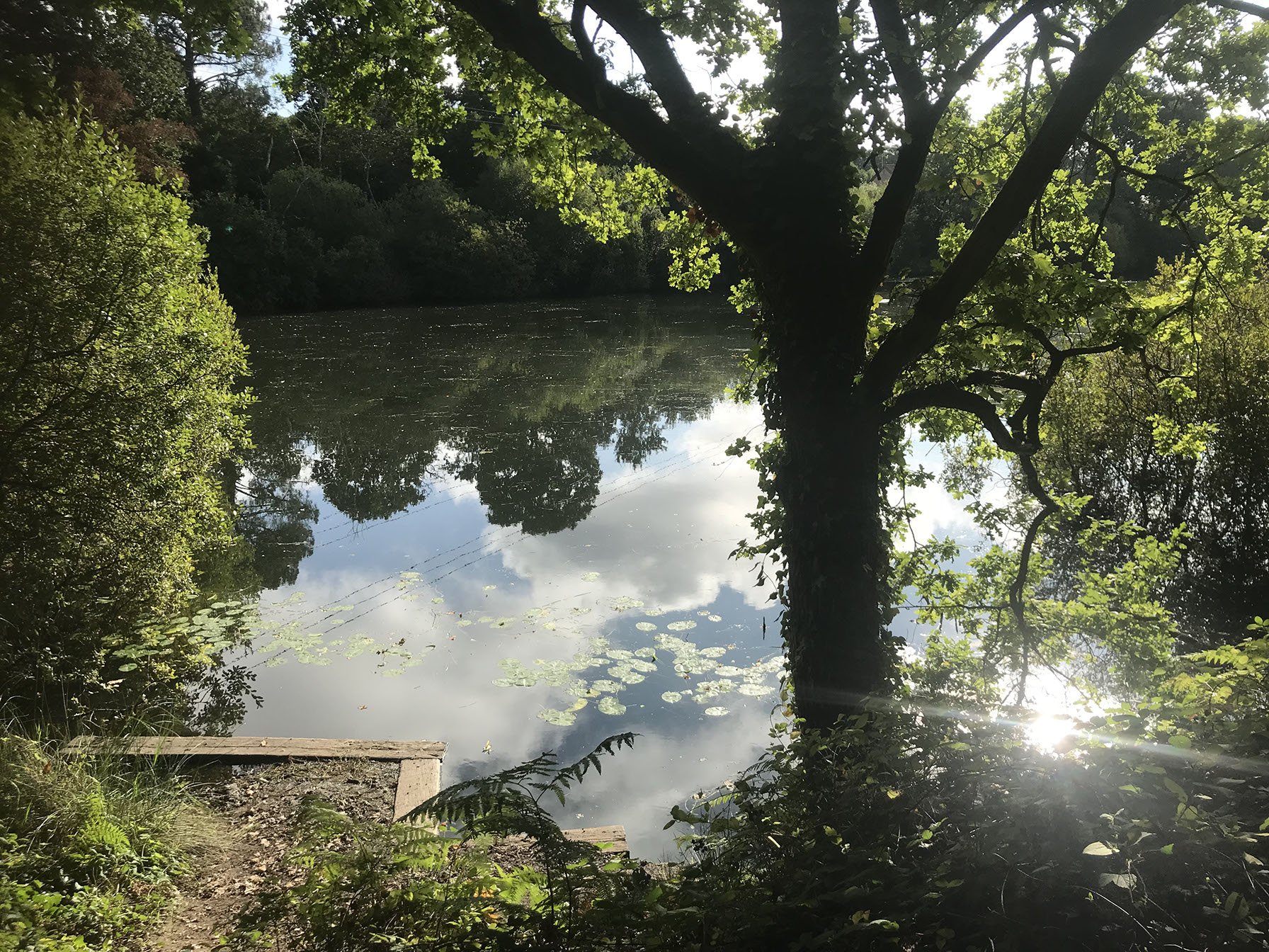 The Smaller of the two ponds at Creekmoor – Carp deaths.