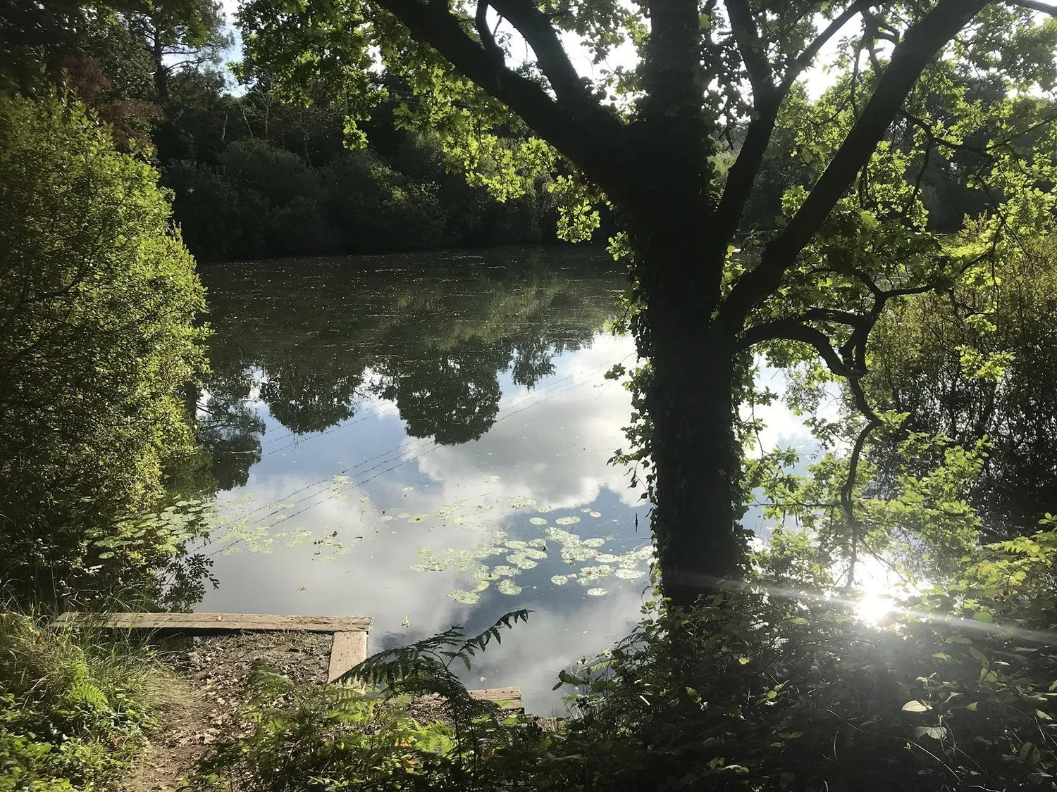 Hot Weather Challenges: Coarse Fishing on WDAC Lakes in Summer