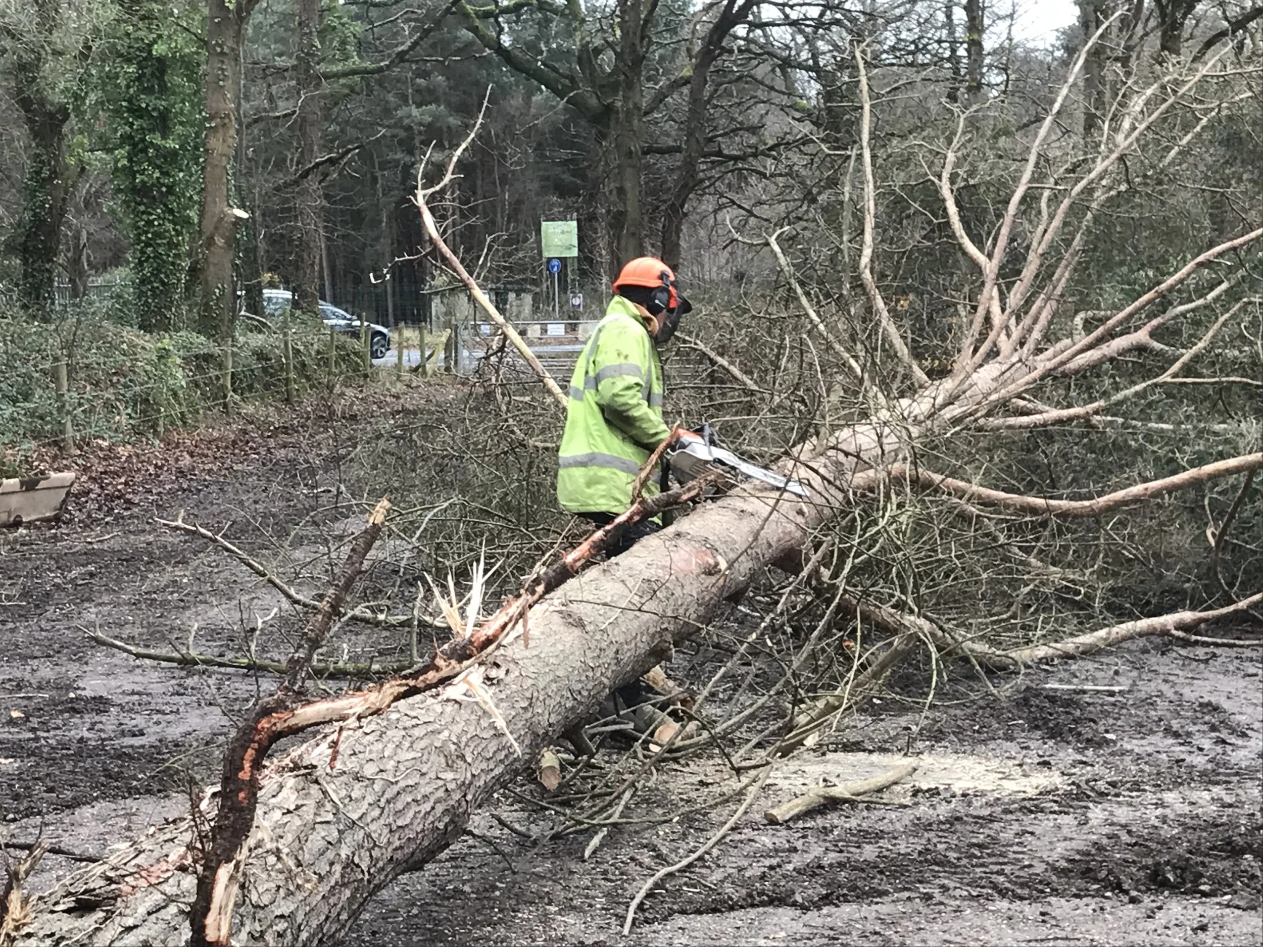 A person wearing a neon green safety jacket, orange helmet, and safety goggles using a chainsaw to cut a fallen tree across a dirt path in a wooded area. There are trees and a parked vehicle in the background.