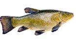 tench fishing