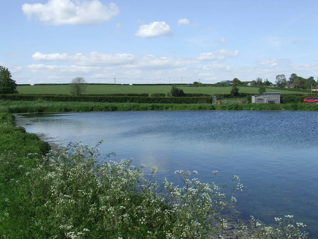 A peaceful rural scene with a small lake, green grass, trees, and a clear blue sky with scattered clouds.