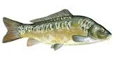 carp fishing