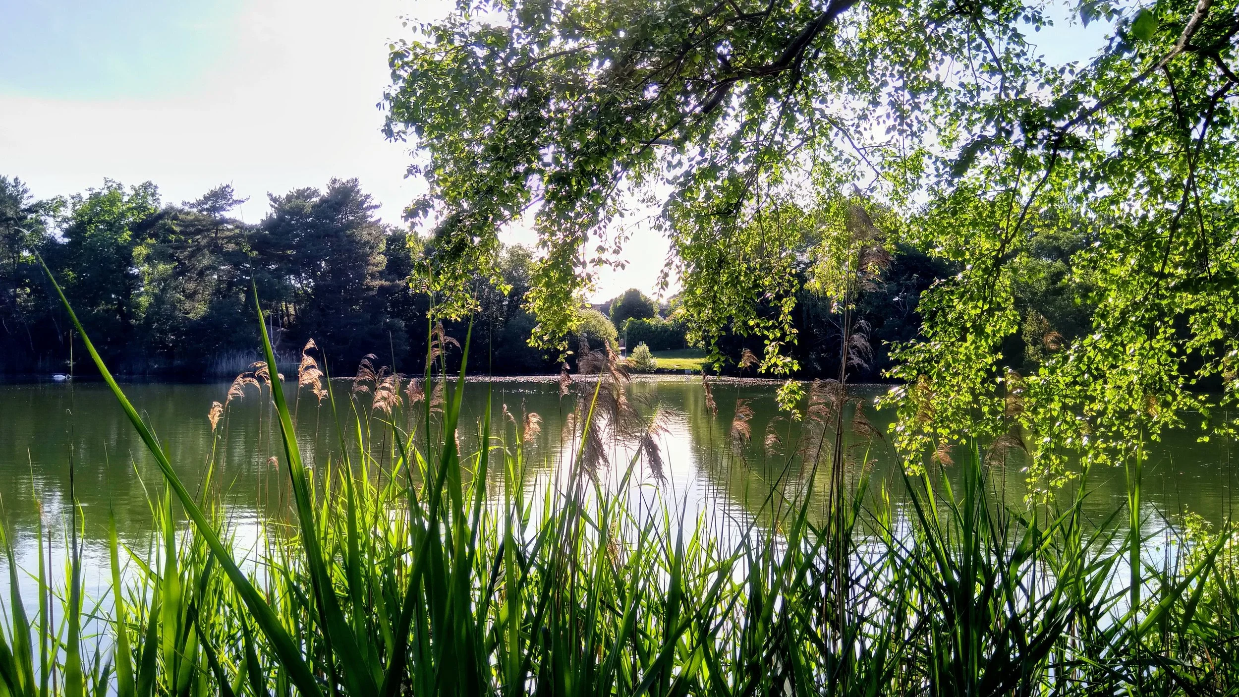 A peaceful lakeside view taken from the water's edge, featuring tall green grass in the foreground, calm water, and trees with bright green leaves under a sunny sky.