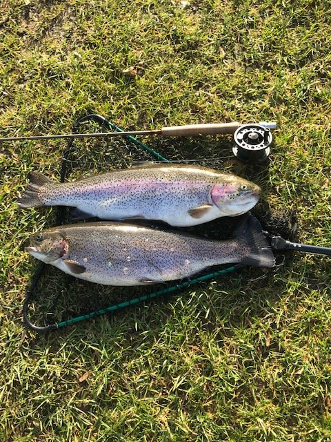Two caught fish, a rainbow trout and a brown trout, lying on grass with fishing poles and a reel nearby.