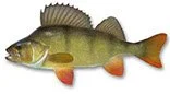 perch fishing