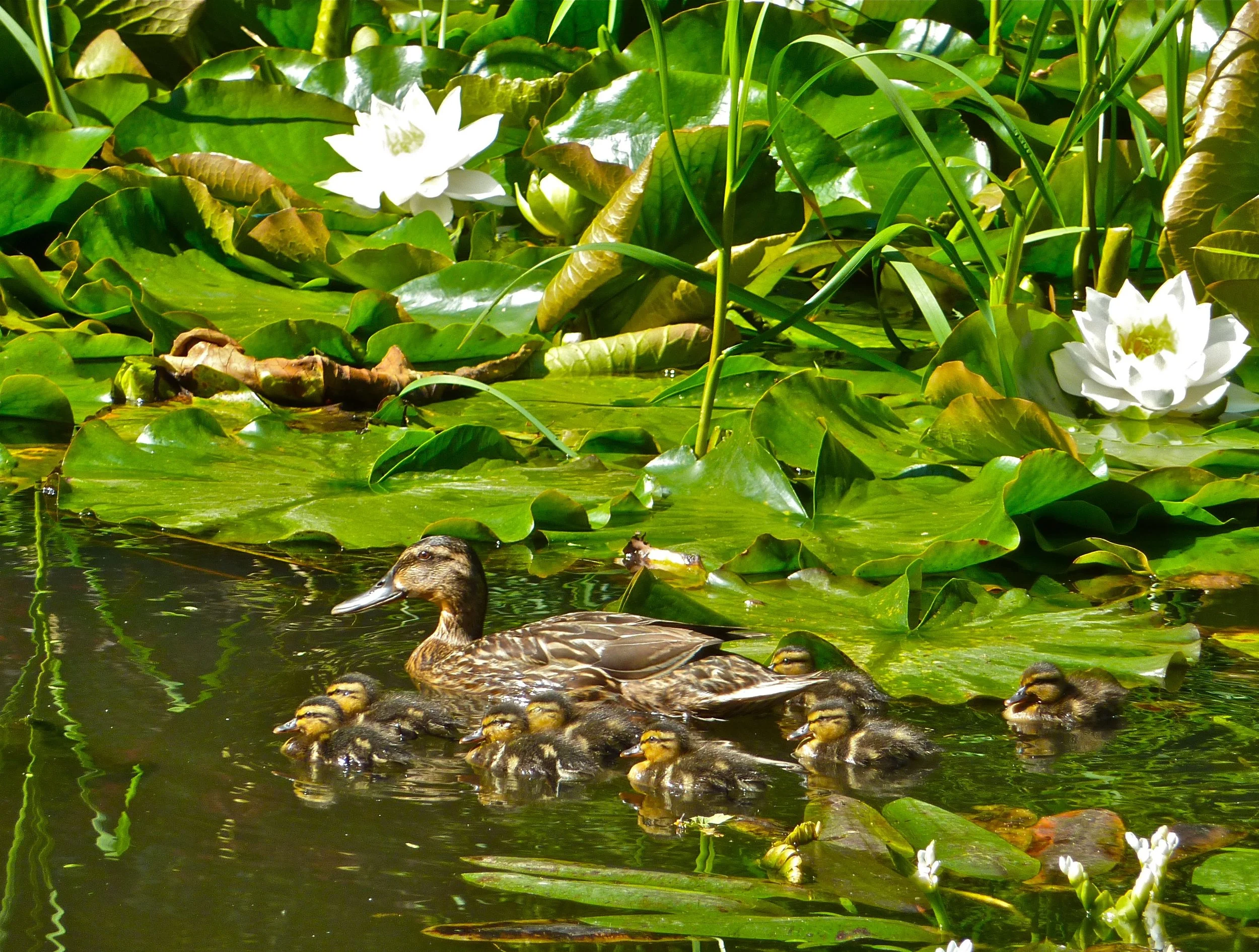 A family of ducks swimming in a pond surrounded by green lily pads and white water lilies.
