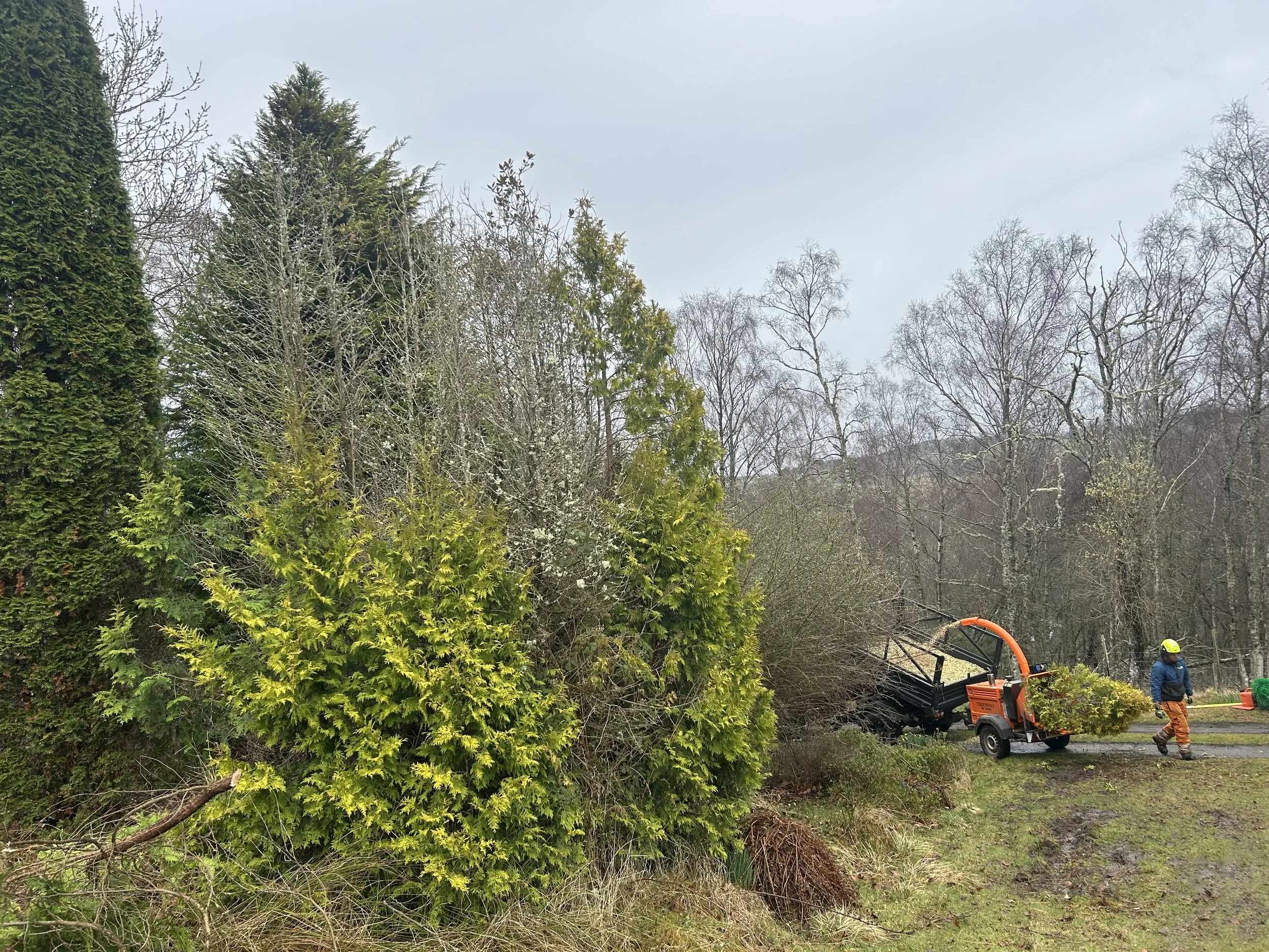 A worker in orange pants and a yellow helmet operates a wood chipper, shredding branches in a wooded area with trees and shrubs, during overcast weather. Tree Surgery Kingussie.