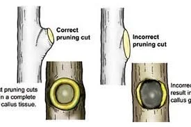 The Importance of Correct Tree Pruning Techniques
