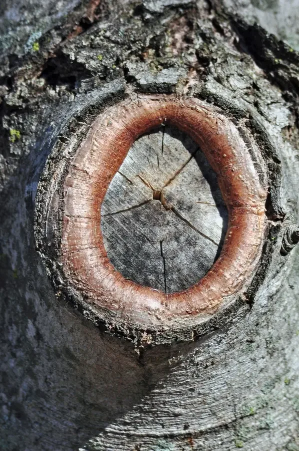 Compartmentalization of Decay in Trees (CODIT) BASICS 