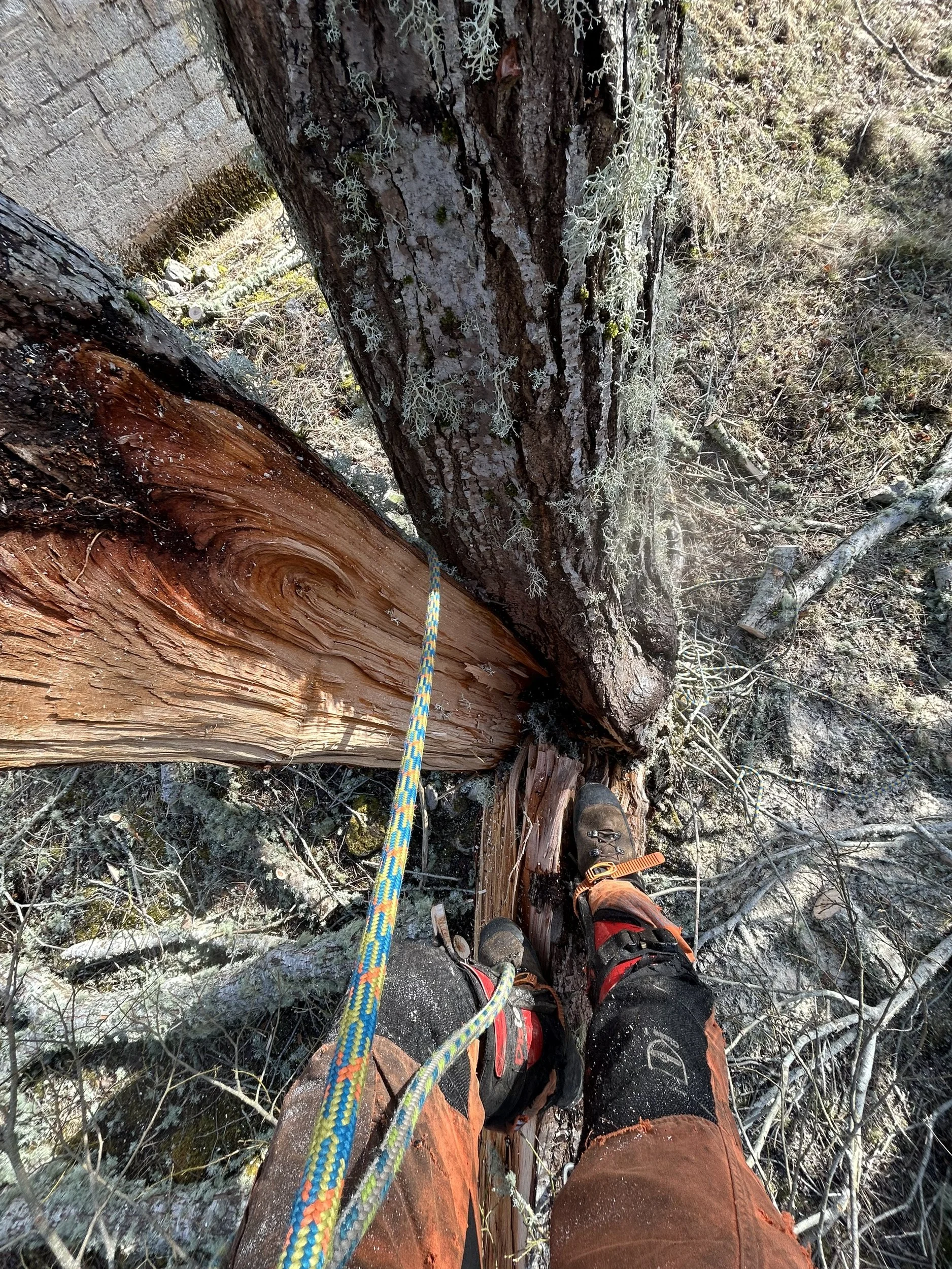 Tree Removal Costs: Key Factors and Average Pricing