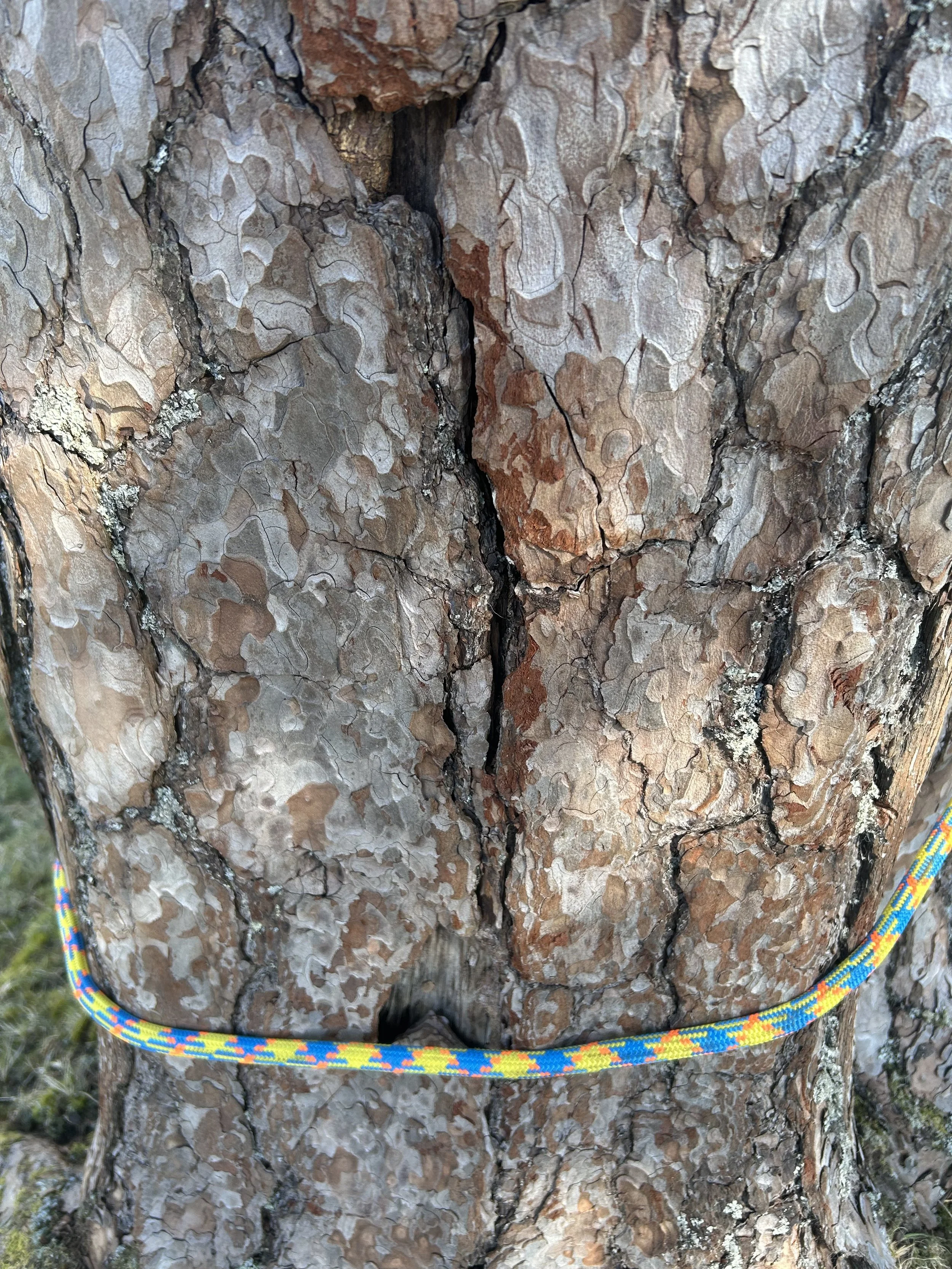 Close-up of a tree bark with a colorful climbing rope wrapped around the lower part. Tree surgery and tree care Aviemore and Inverness Scottish Highlands. 
