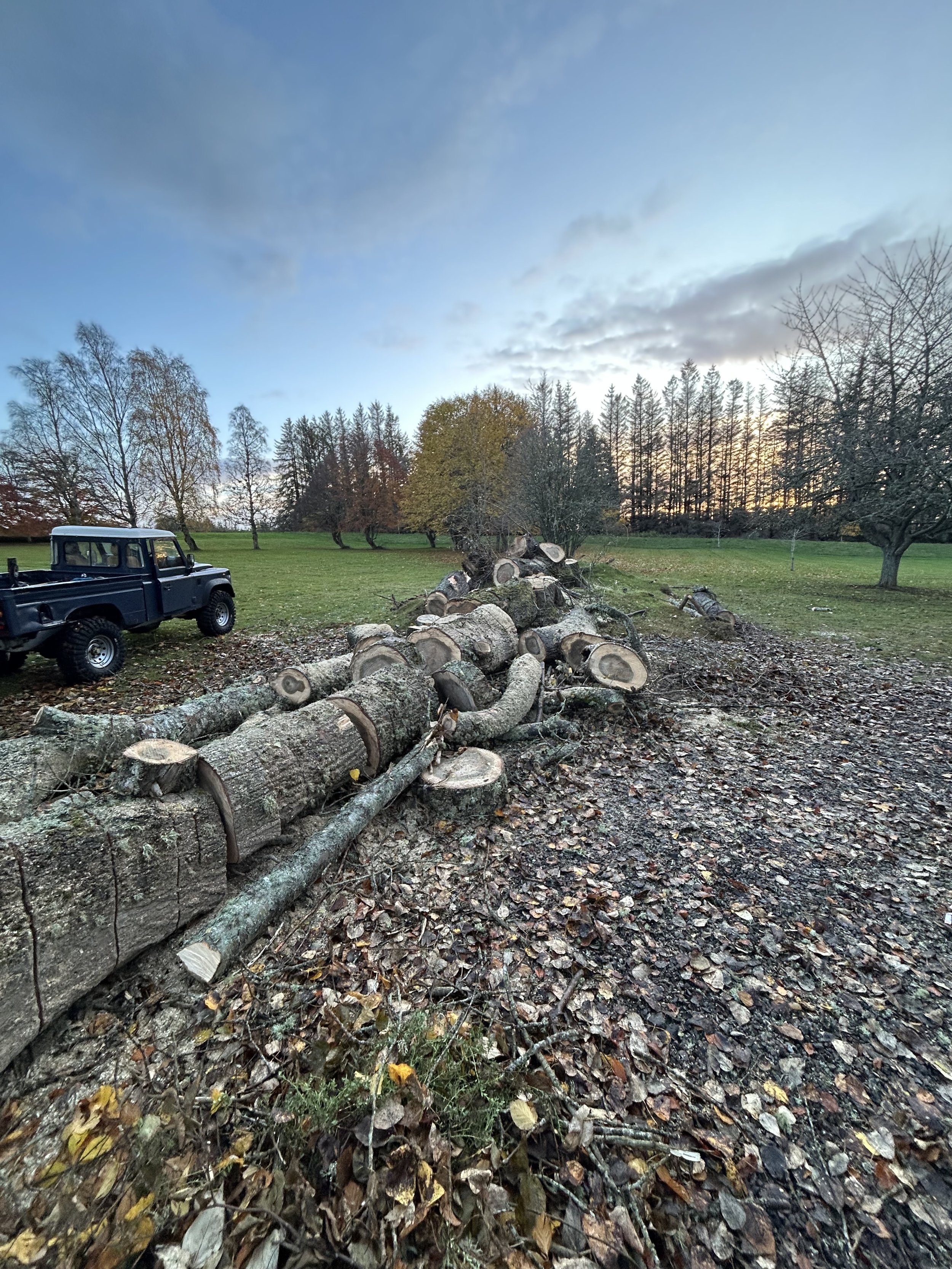 A pile of felled tree logs and branches in a park with leafless trees and a vehicle parked nearby during a cloudy sunset. Inverness Tree Surgery. 