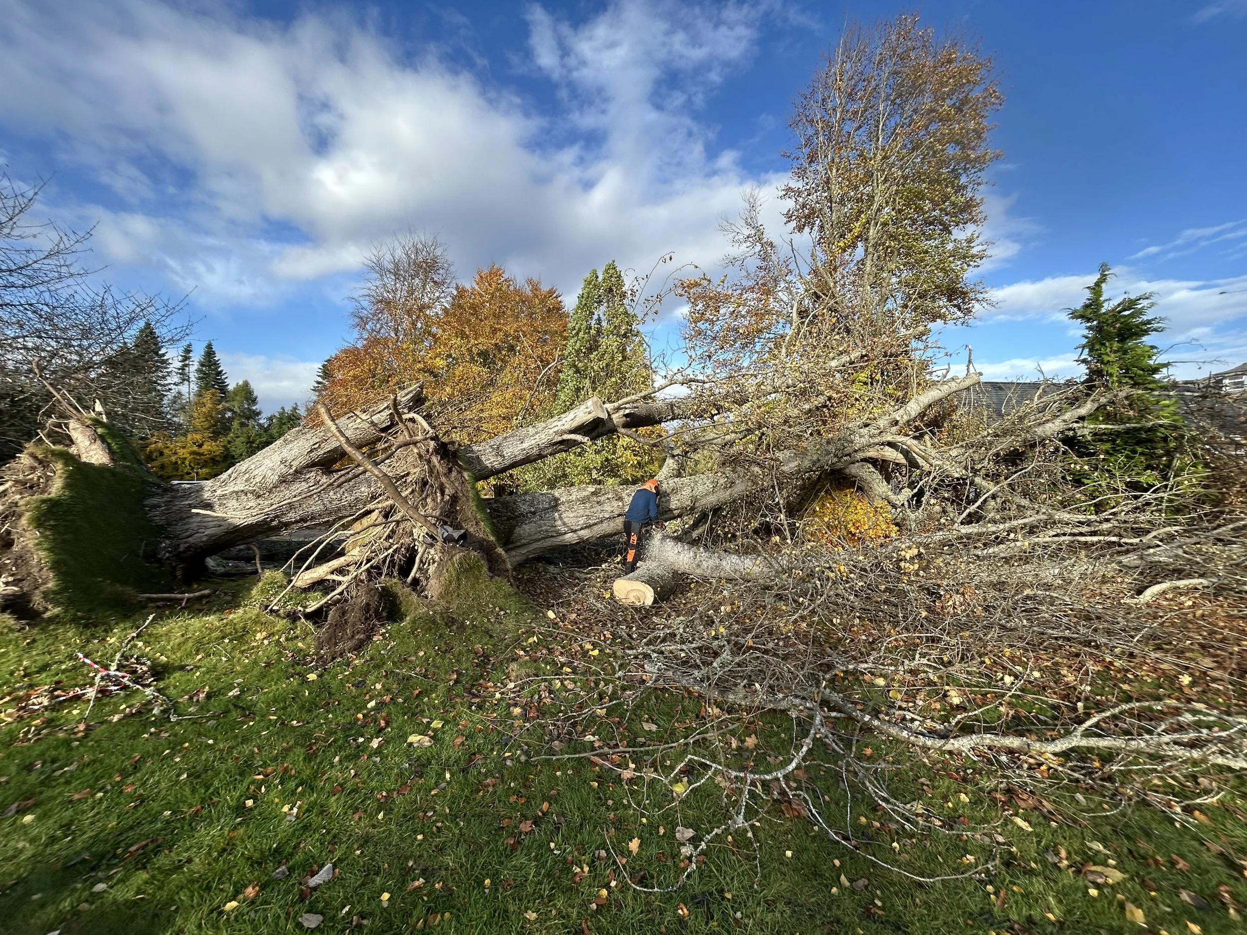 A large fallen tree on a grassy area with autumn-colored trees in the background and a person near the tree, under a partly cloudy sky. Tree services Inverness. 