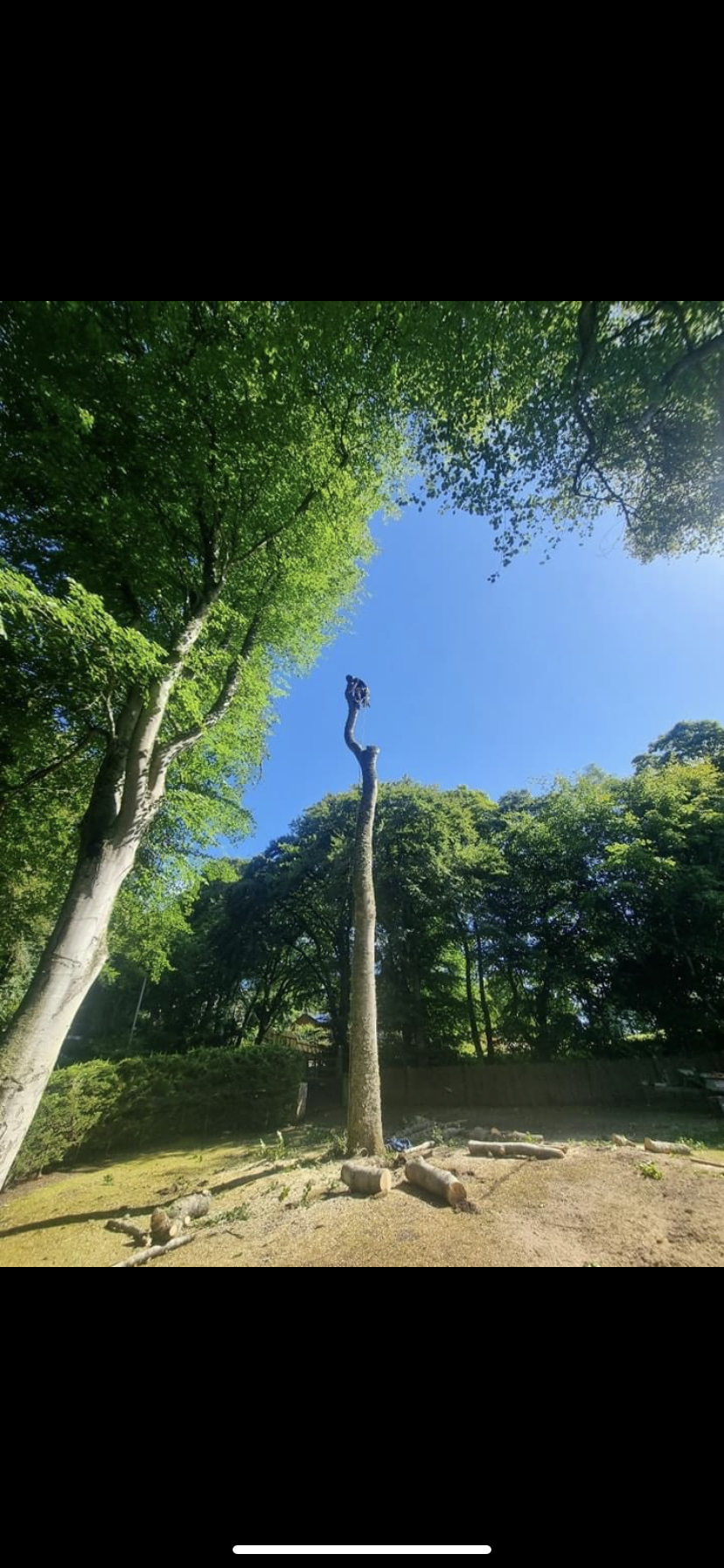 Beech Spar with person in climbing at the top. Local Tree Surgery Inverness. 