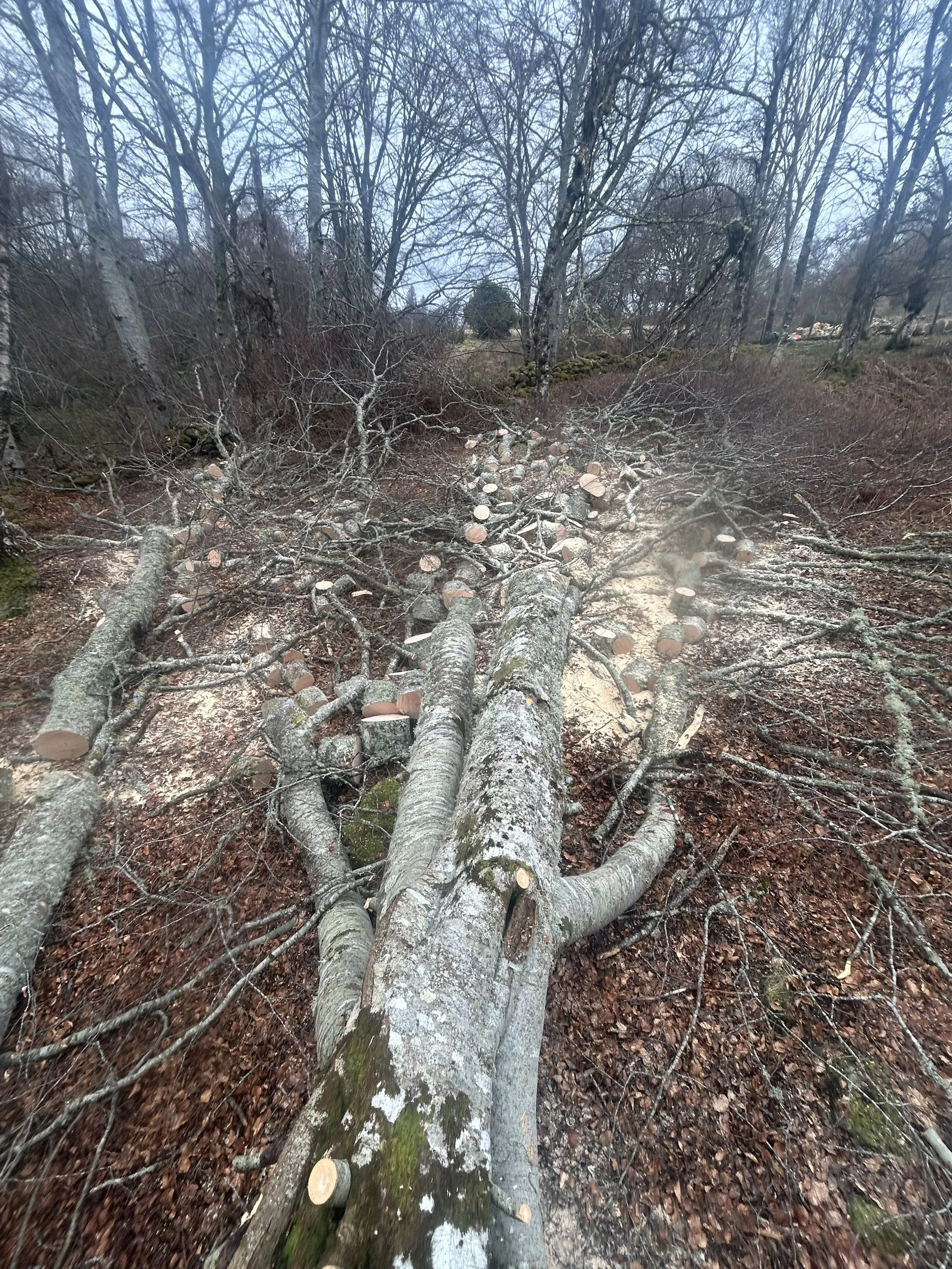 A fallen tree with multiple branches and logs on a forest floor covered in brown leaves, with leafless trees in the background during overcast weather. Located Beauly Inverness CairnWood Tree Surgery Inverness.
