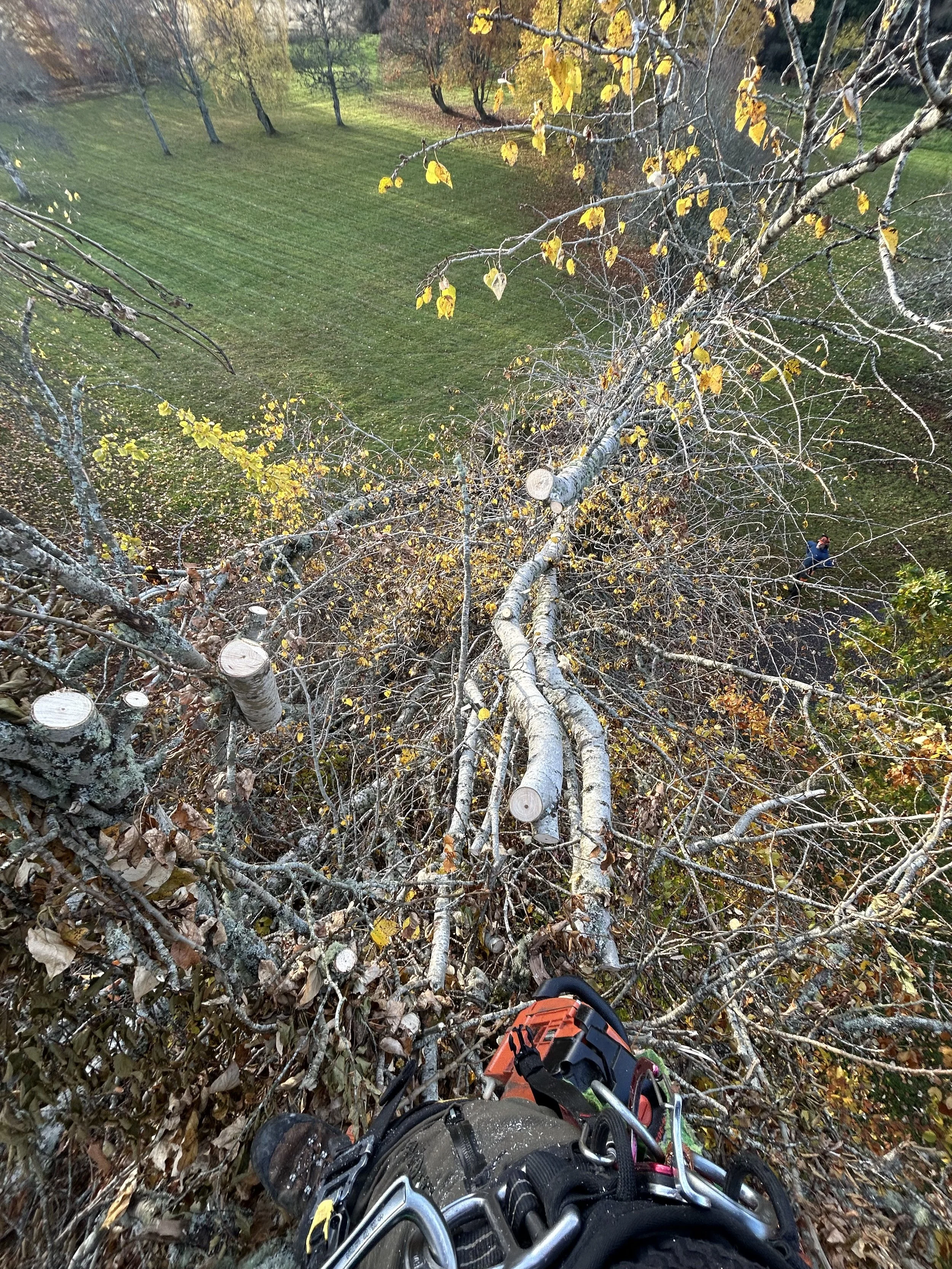 A person using a chainsaw to cut a fallen tree in a wooded area during autumn, with the photo taken from above showing the person's legs and the chainsaw at the bottom of the image. Tree Cutting Inverness. 