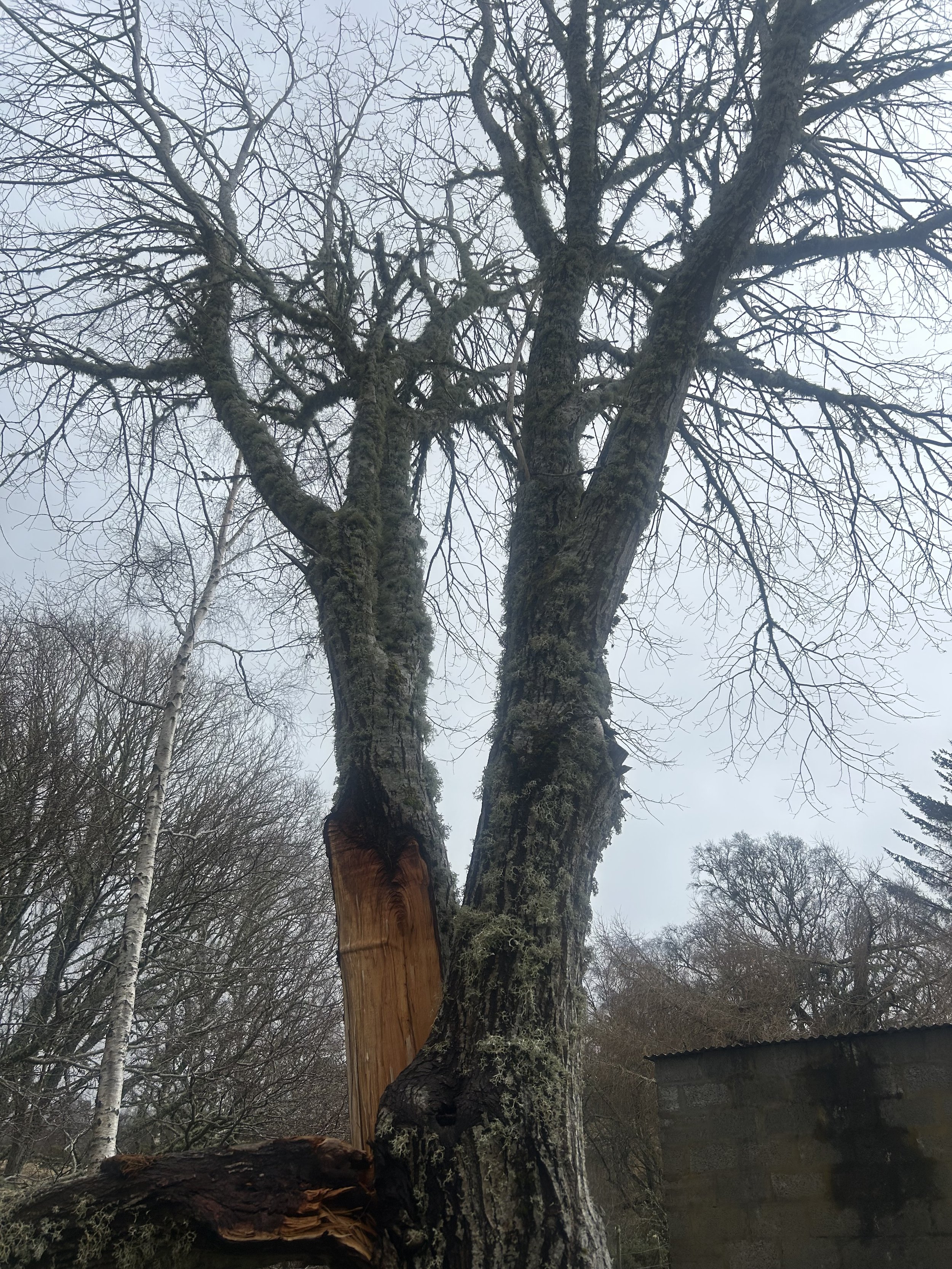 A large leafless tree with moss-covered bark, a large branch has been cut, revealing new wood. The background includes other leafless trees and an overcast sky. Tree Services Kingussie and Newtonmore.
