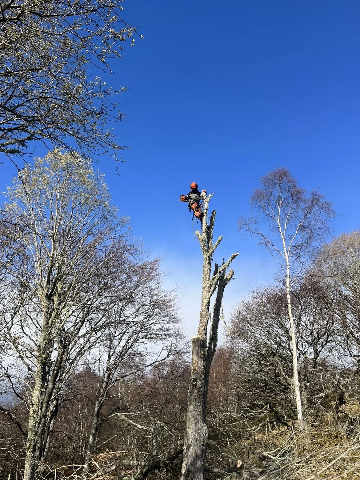 A person wearing safety gear, including a helmet and harness, working on top of a tall, dead tree in a forest on a clear, sunny day. Tree Surgery Newtonmore and Kingussie.