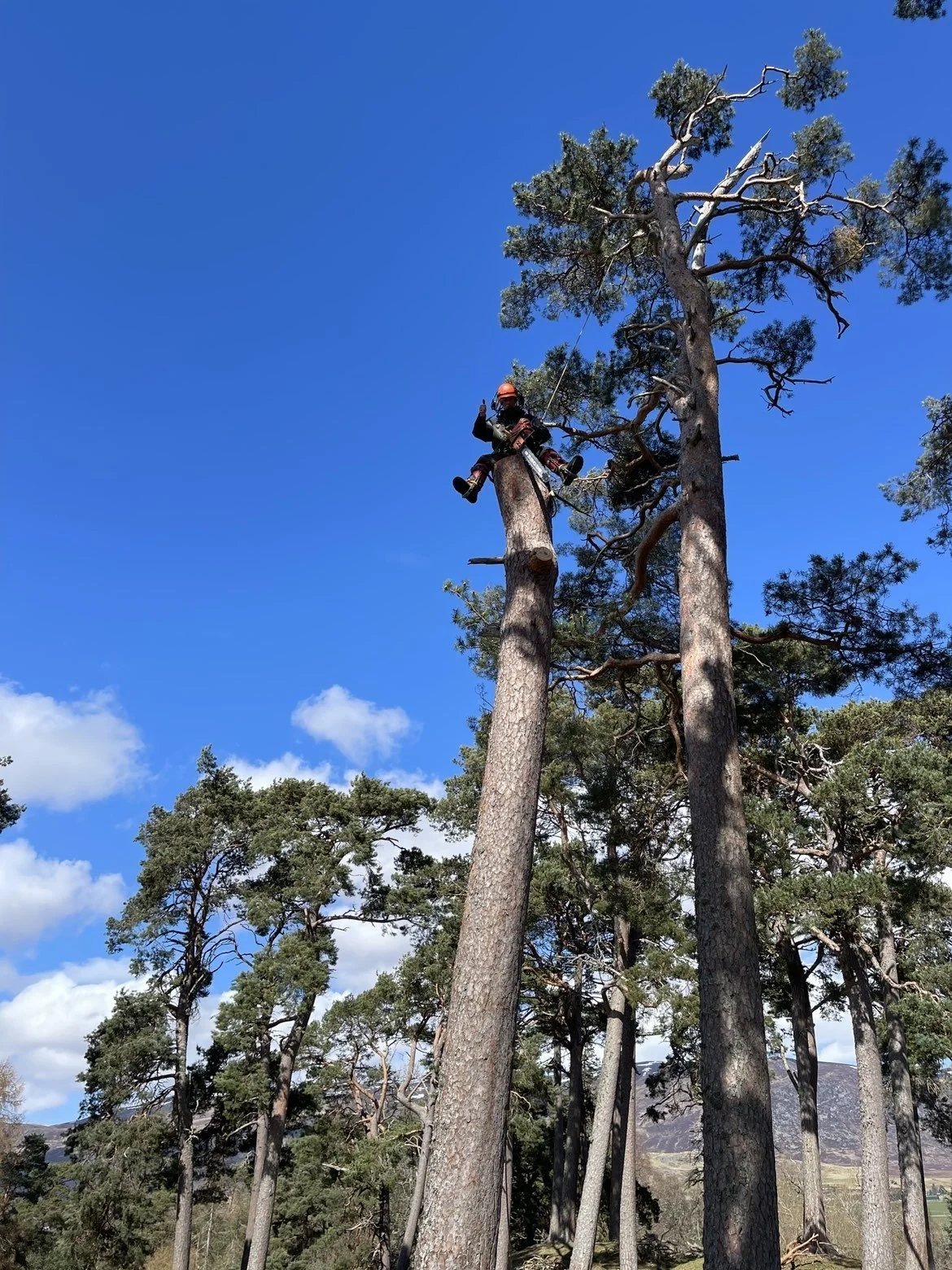 A person wearing safety gear climbing a tall pine tree in a forest, with a clear blue sky and some clouds in the background. Expert Tree removal Aviemore and Inverness. Tree cutting and pruning Inverness. 