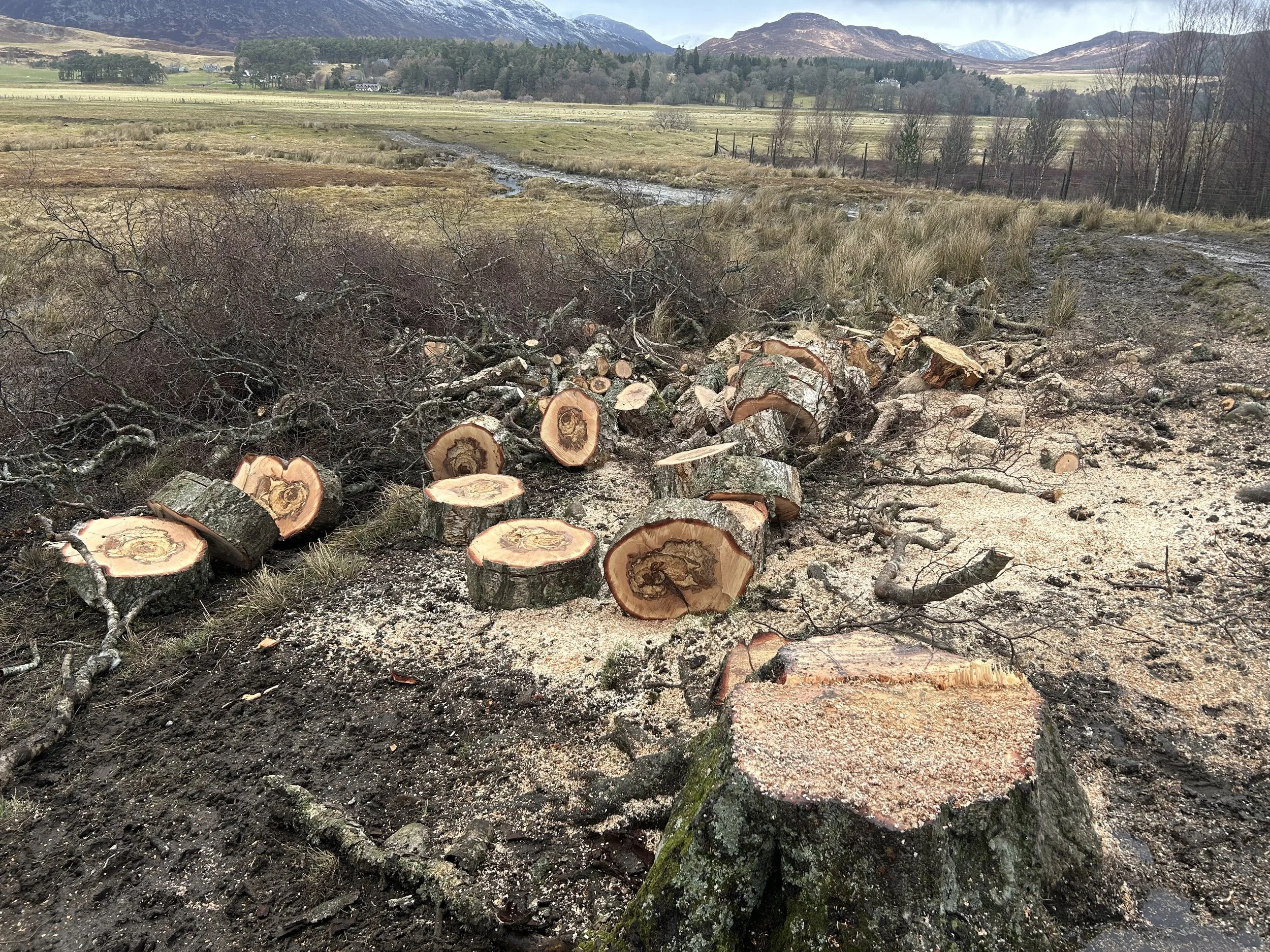 Logs and branches that have been cut and piled in a field with a mountain landscape in the background. Tree Surgery Kingussie.
