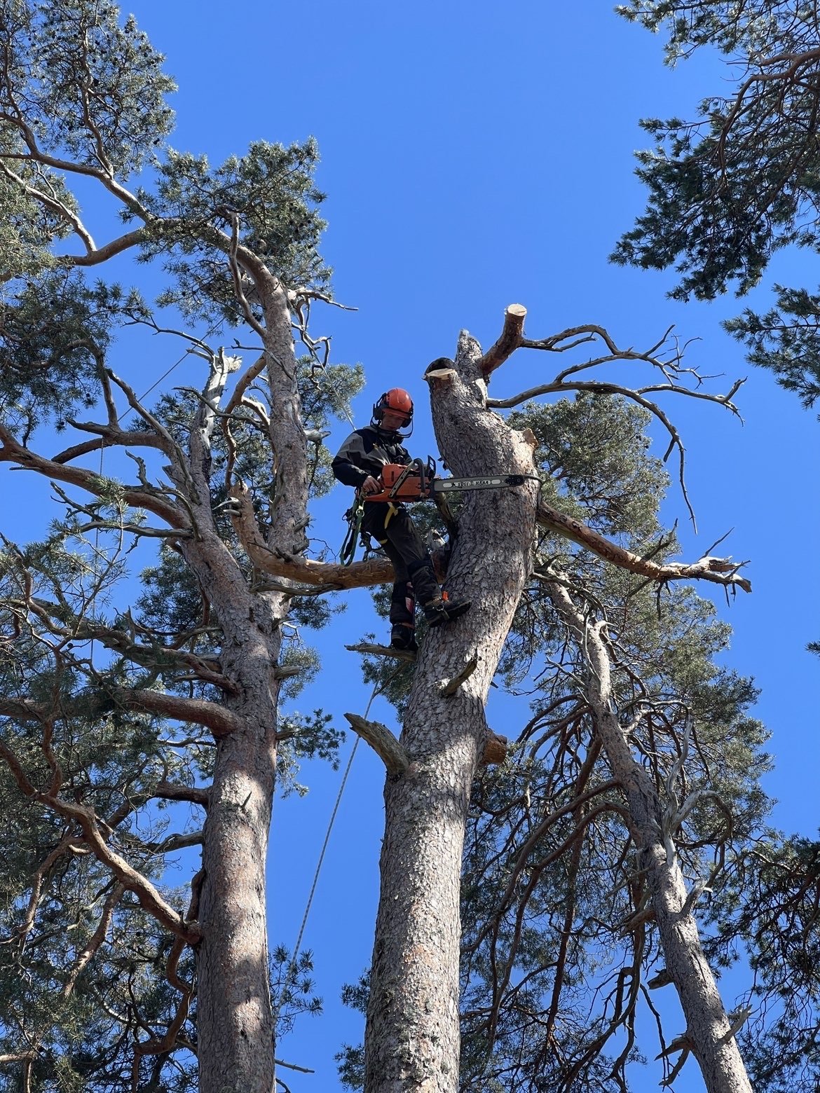 A person wearing safety gear and a helmet using a chainsaw to cut a tall tree. Expert Tree removal Aviemore and Inverness. Tree cutting and pruning services Inverness. 