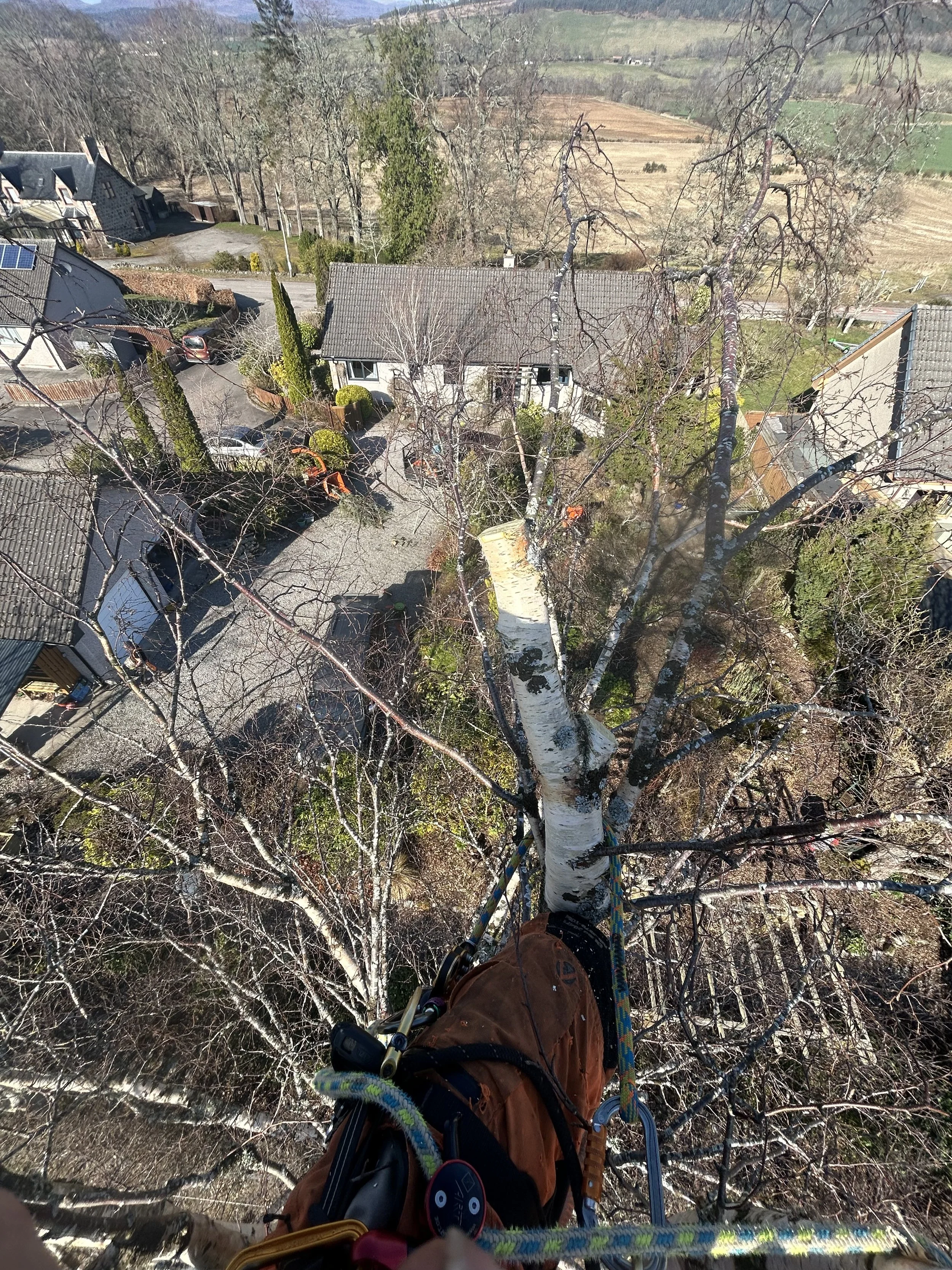 View from a tree climber's perspective looking down at residential houses, trees, and a rural landscape in the background. Tree Surgery Inverness.