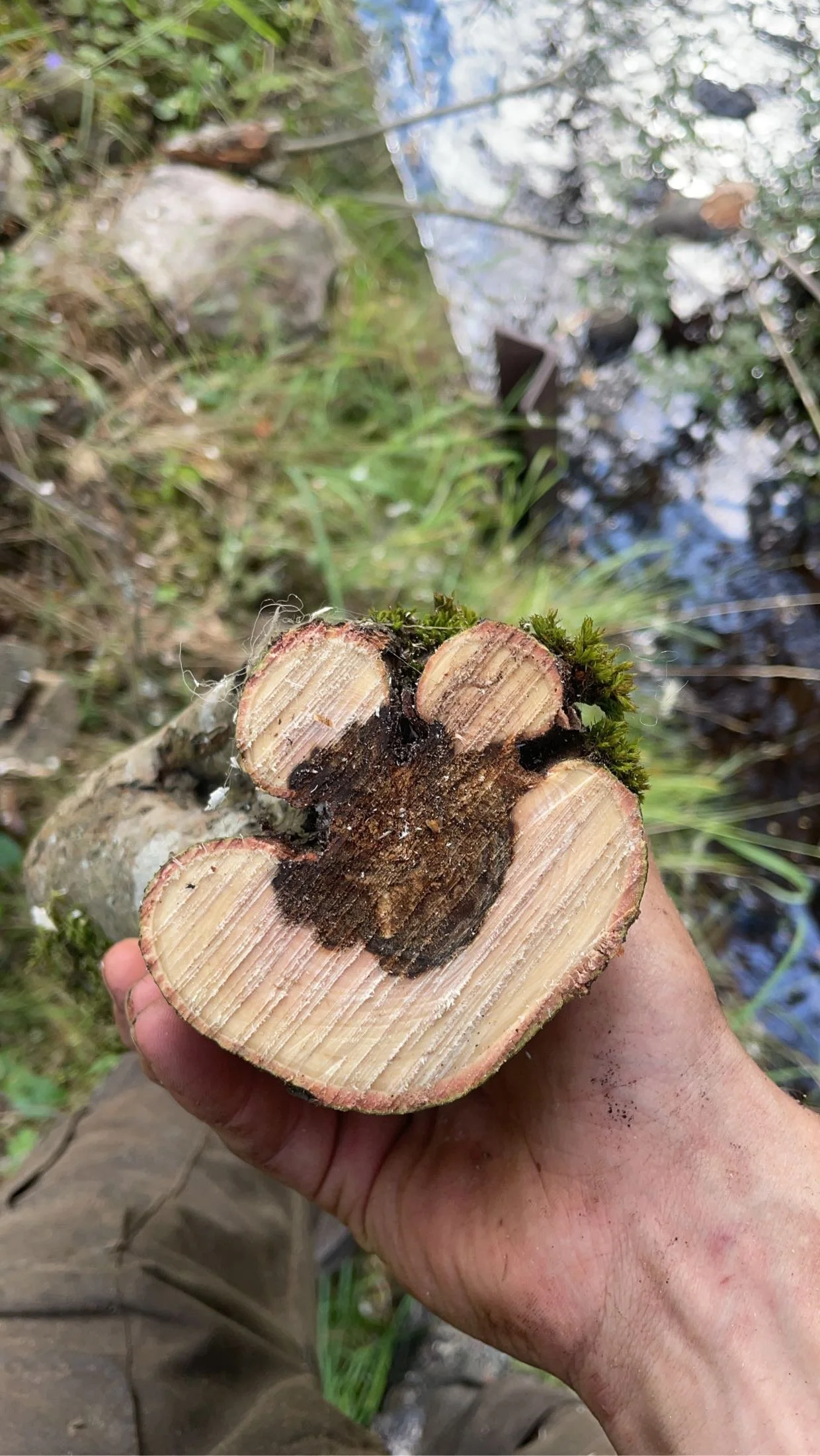 A person's hand holding a cut piece of wood with dark brown markings and moss on the top, near a body of water with rocks and grass in the background. Tree removal Inverness. 