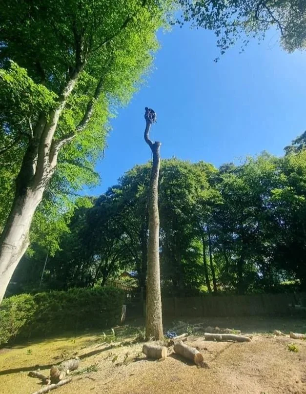 A tall, dead tree with no branches or leaves, standing in a backyard with green trees and a clear blue sky in the background. Tree Removal Dornoch