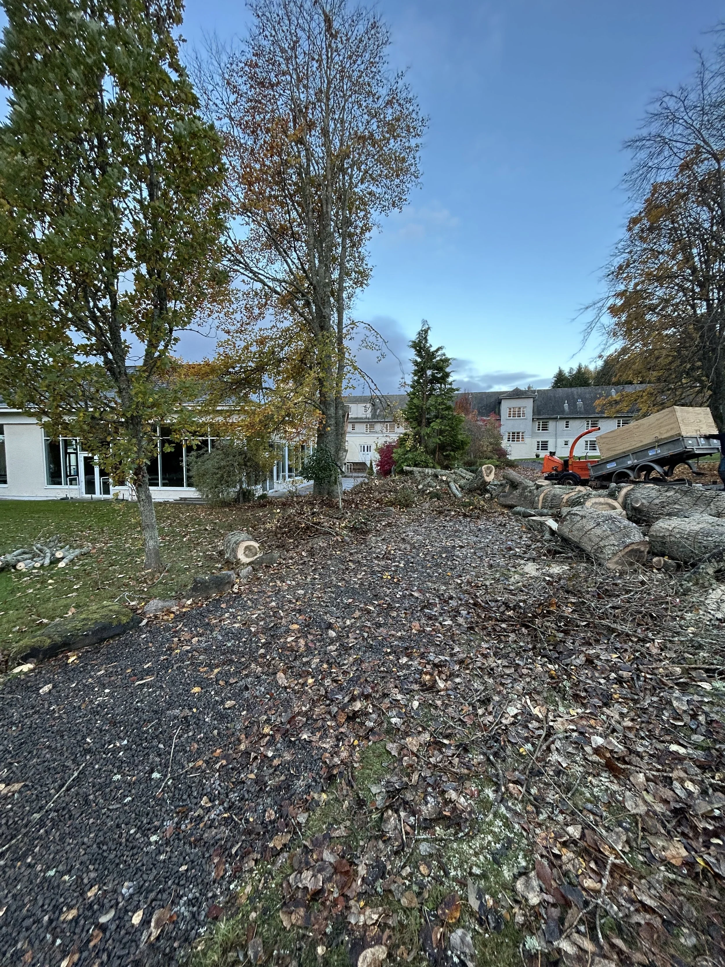 A yard with trees, some cut down and debris, and a truck with a trailer loaded with wood, with a building in the background during evening or early dawn. Inverness Tree Surgery. 