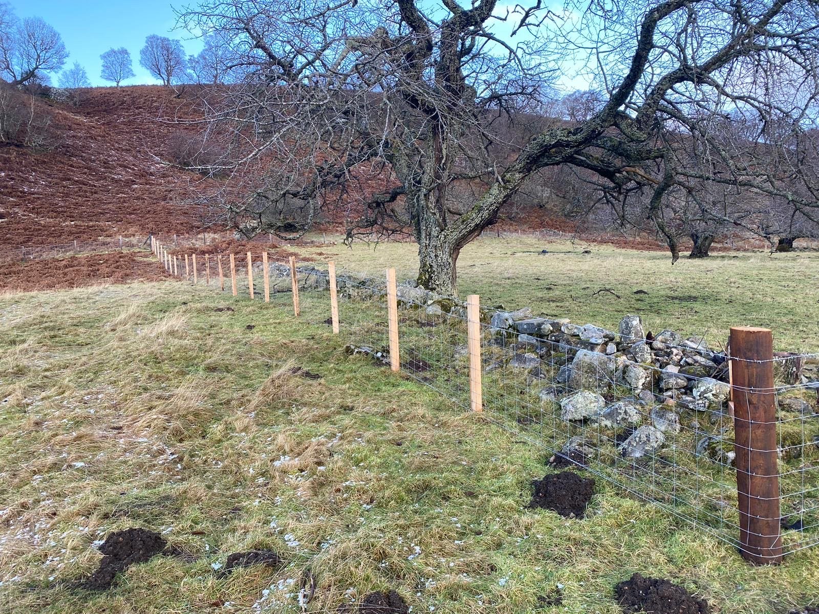 A rural landscape with a large leafless tree in front of a stone and wire fence, a grassy field, a hillside with sparse trees, and a blue sky. Fencing Inverness. 