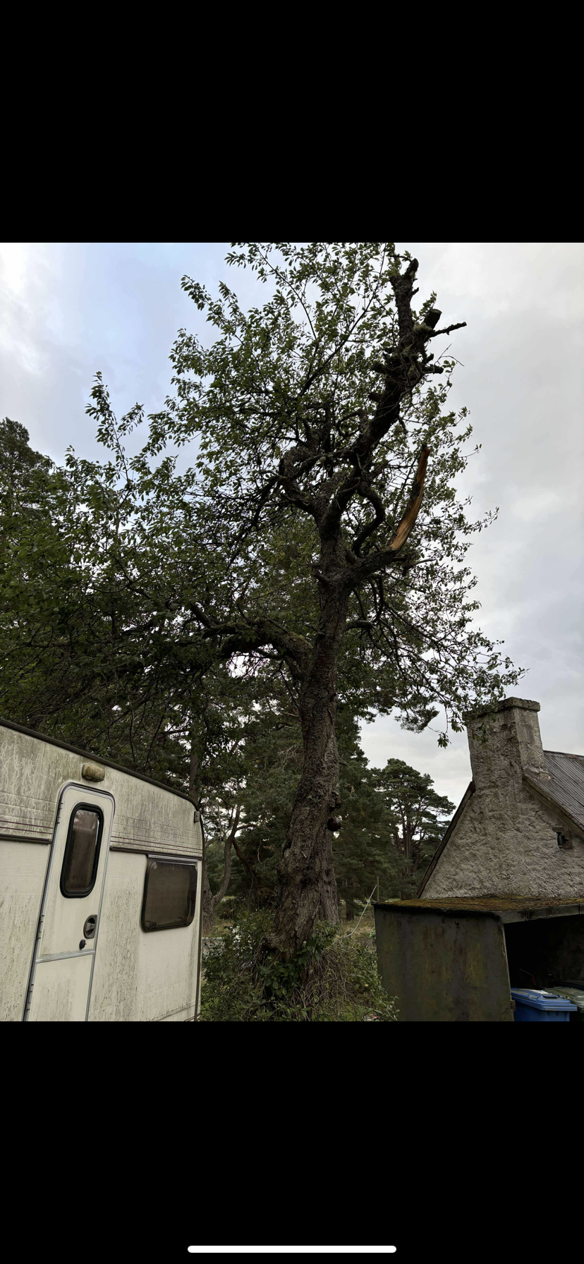 A large, partially broken tree with some broken branches, situated next to a camper and a small building with a chimney, under a cloudy sky. Tree Services for sale Inverness. 