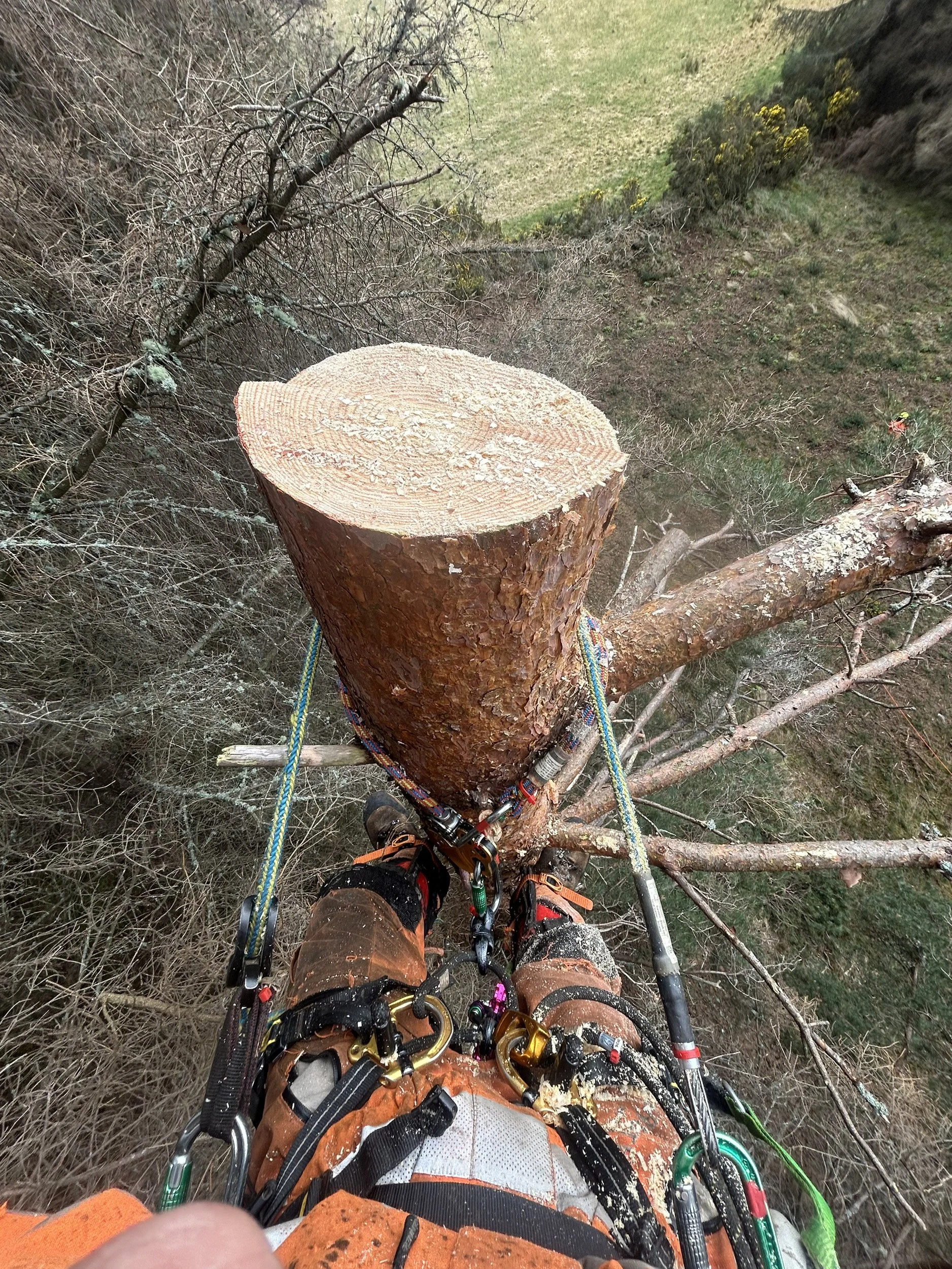 View from above of a person climbing a tall tree with climbing gear, showing their legs and climbing equipment, with a cut tree trunk at the top and a perspective looking down. Located in Inverness. Local Tree Surgery Near You.