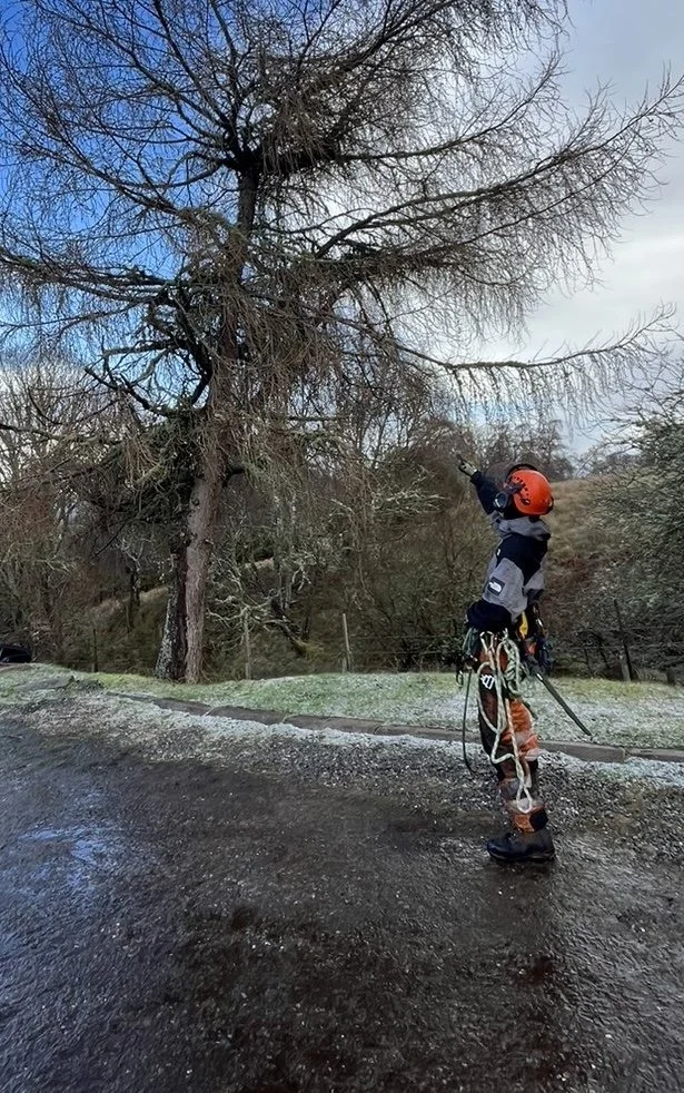 A person dressed in climbing gear and a helmet pointing at a large leafless tree outdoors on a cloudy day. Tree surgery and tree services Aviemore and Inverness Scottish Highlands