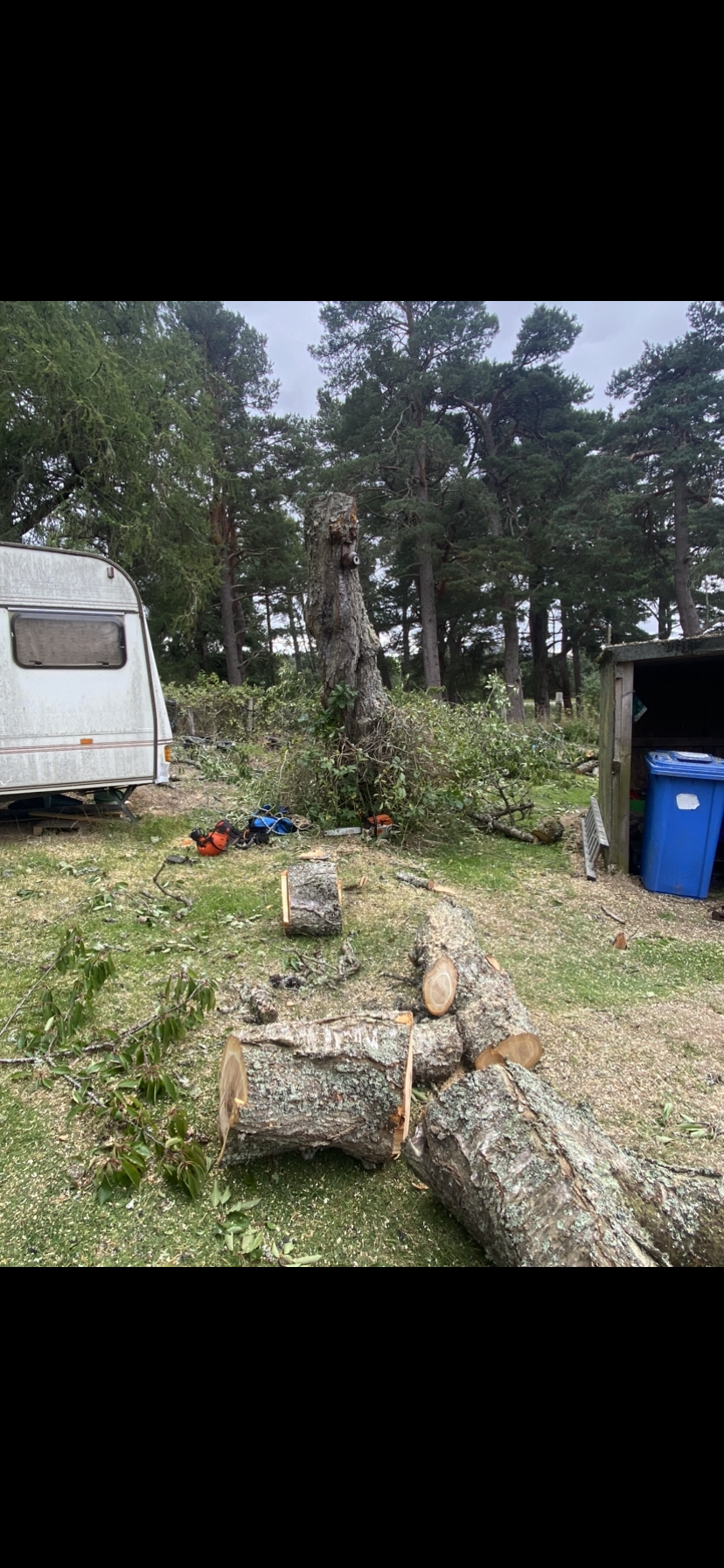 A fallen tree with a trimmed trunk in a yard, surrounded by debris, a camper, power tools, and a trash bin, with a forest of tall pine trees in the background. Tree Services for sale Inverness. 