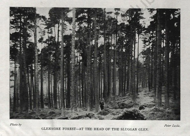 Black and white photo of a pine forest with a person walking among trees, titled 'Glenmore Forest - At the Head of the Sluggan Glen' by Peter Leslie.