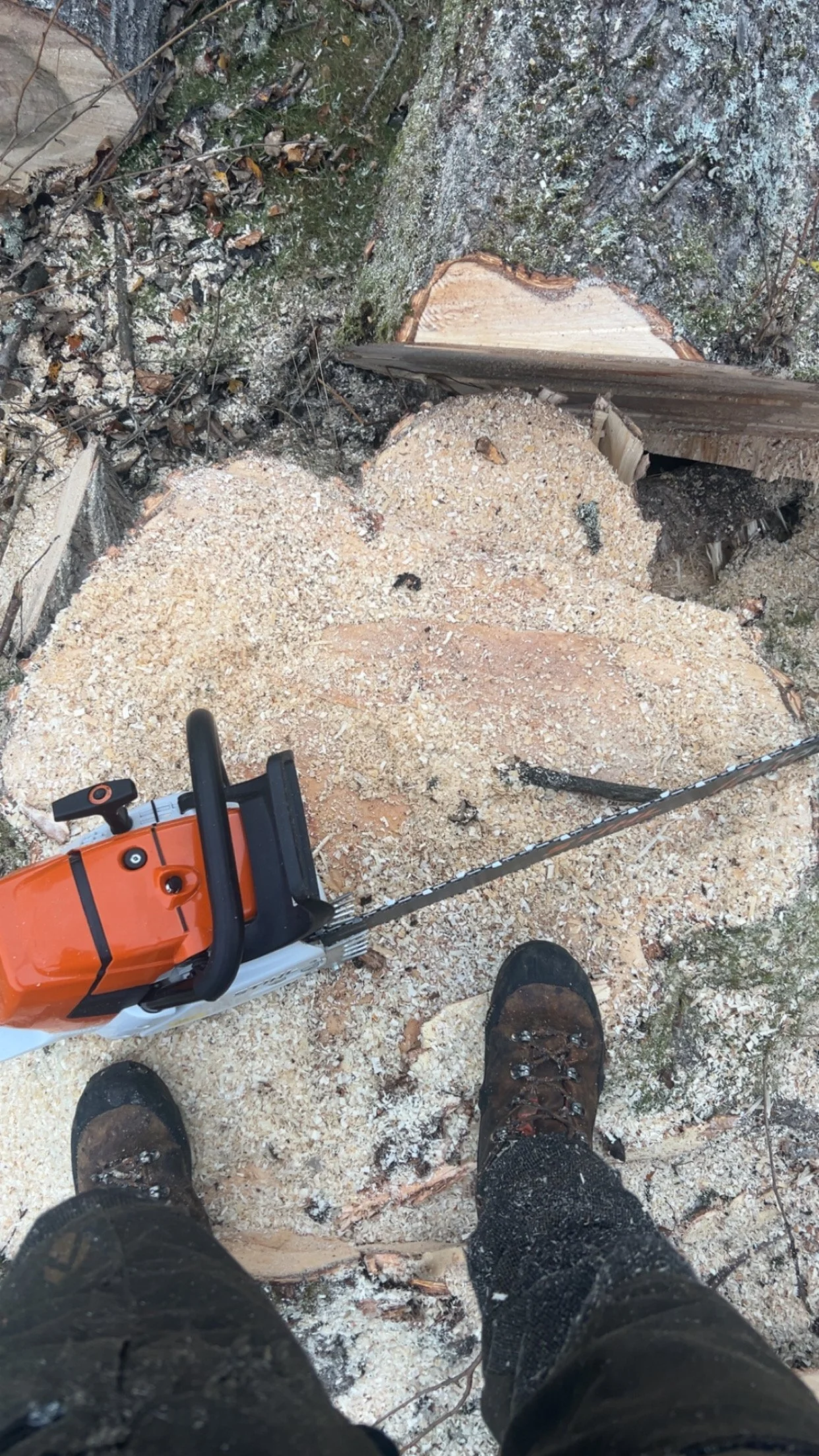 View looking down at a person wearing hiking boots, cutting a tree trunk with a chainsaw. Tree cutting services near me in Inverness. 