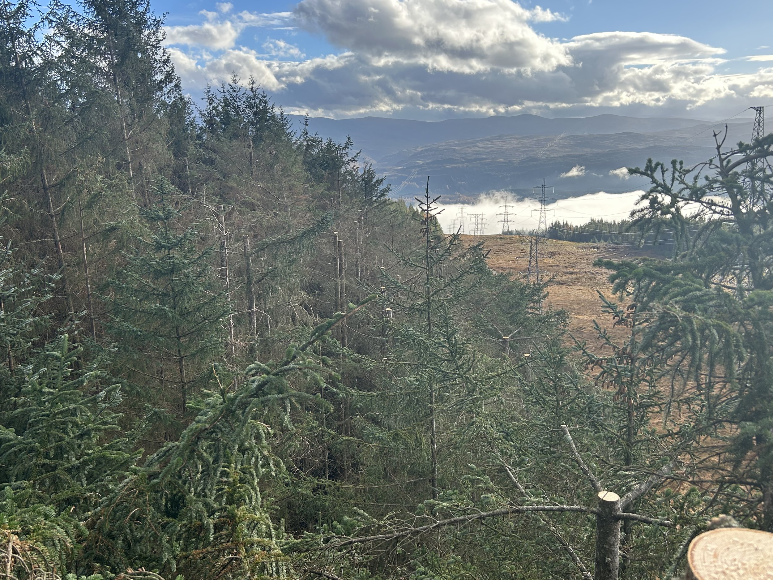 A view of a forested hillside with pine trees in the foreground, electrical transmission towers in the middle ground, and mountains with clouds in the background under a cloudy sky. Tree removal Inverness. 