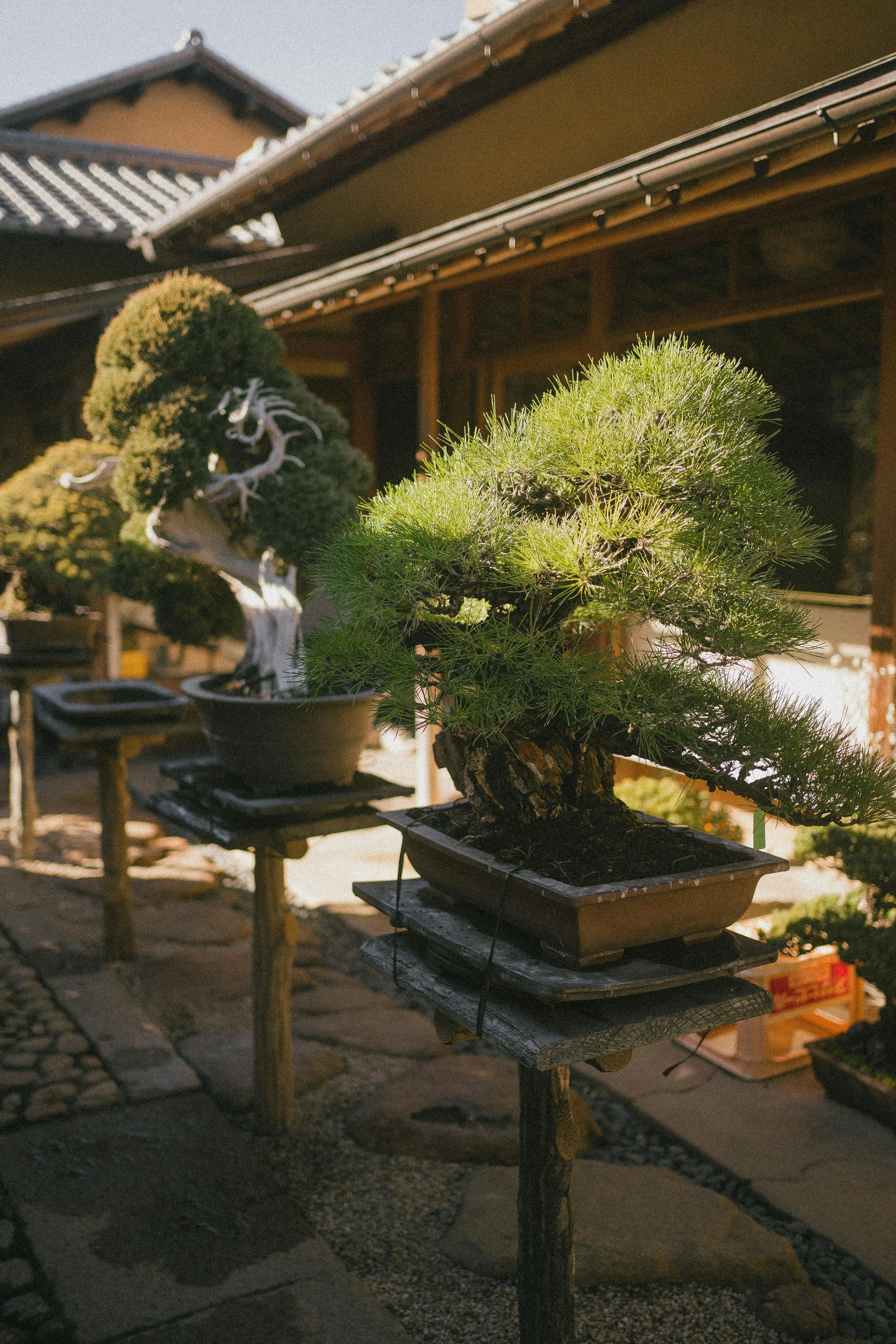 Potted bonsai trees displayed on wooden stands outdoors with traditional Japanese buildings in the background.