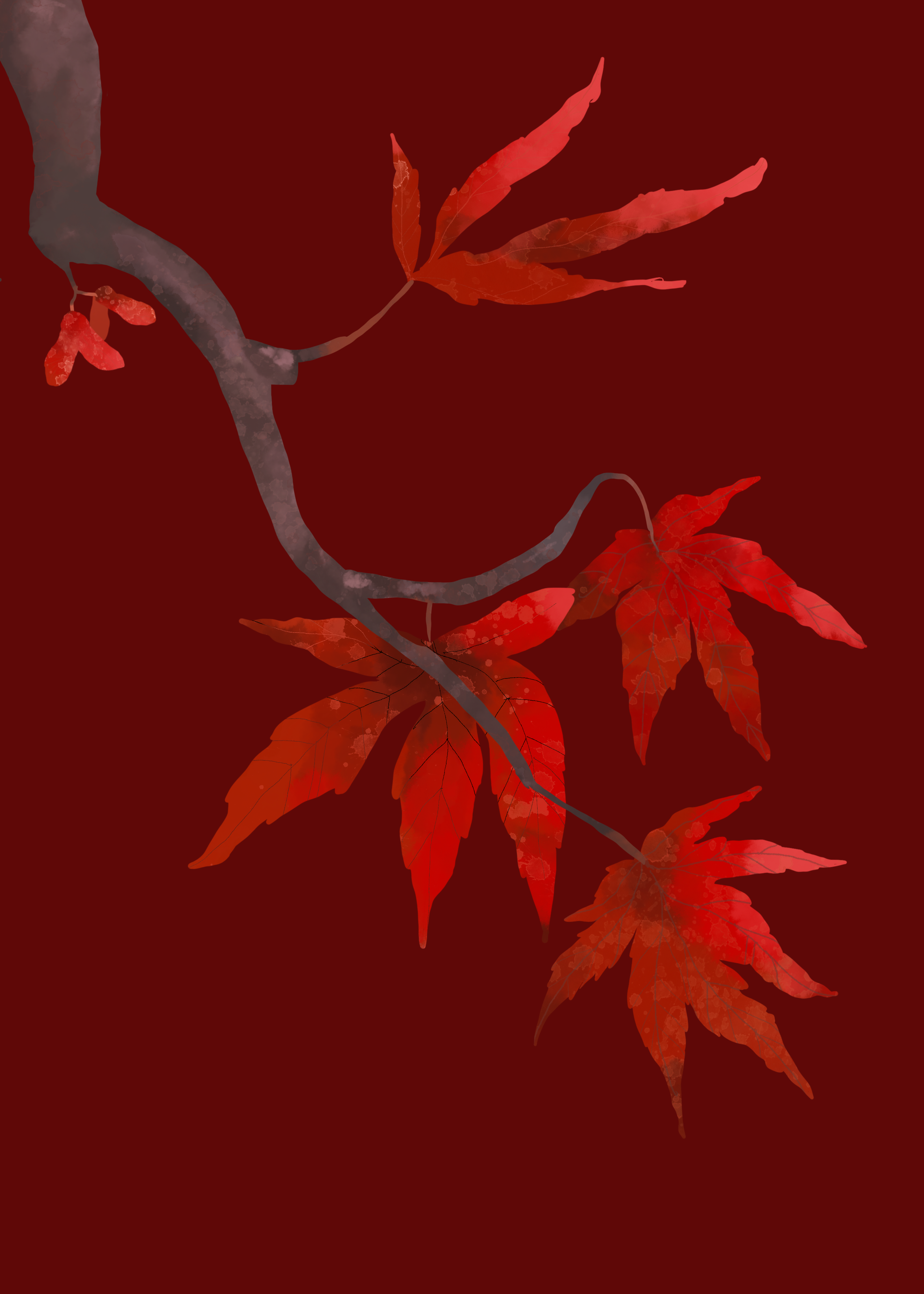 japanese maple everyday