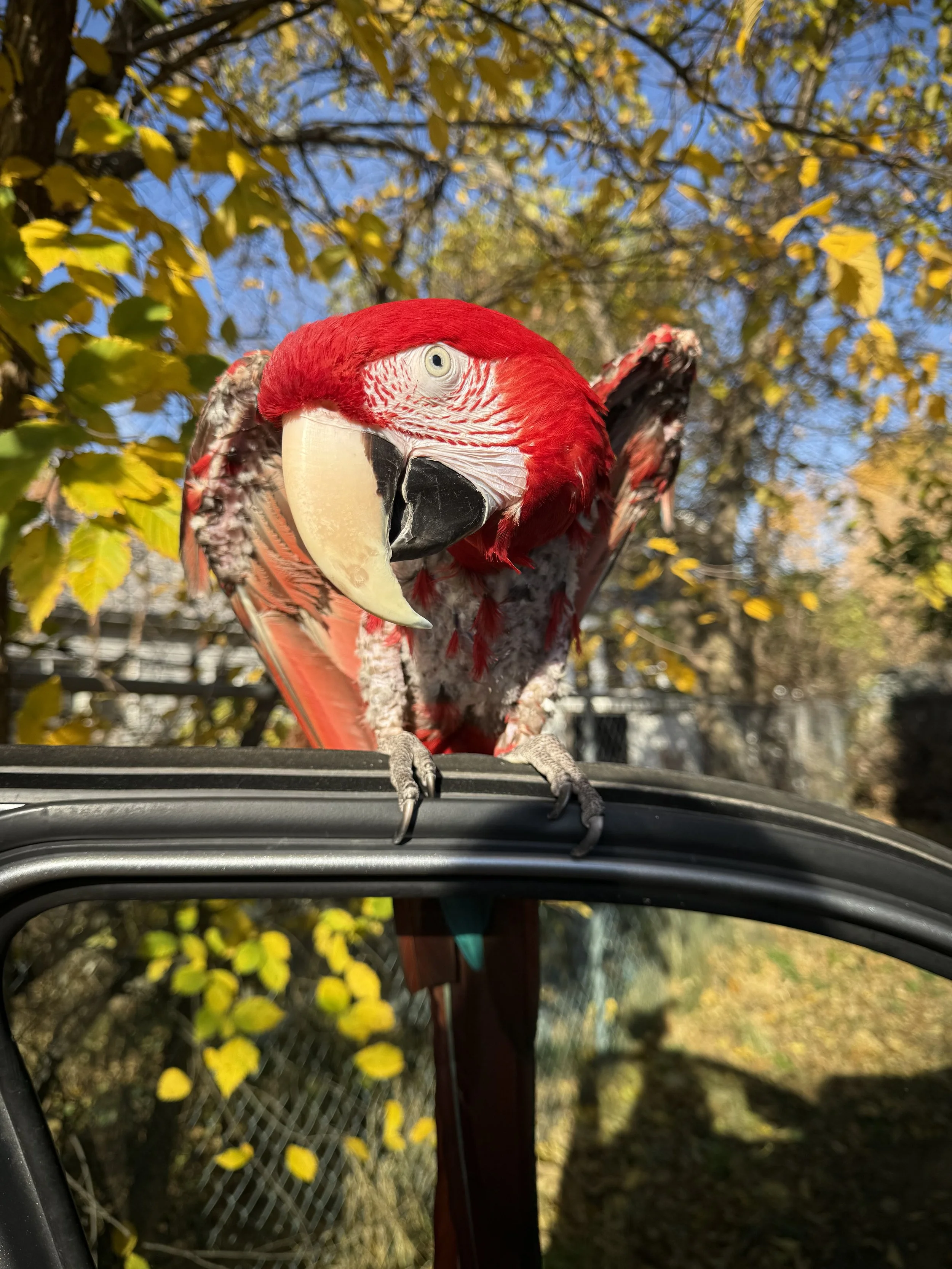 Close-up of a colorful parrot perched on a car roof with yellow and blue leaves in the background.