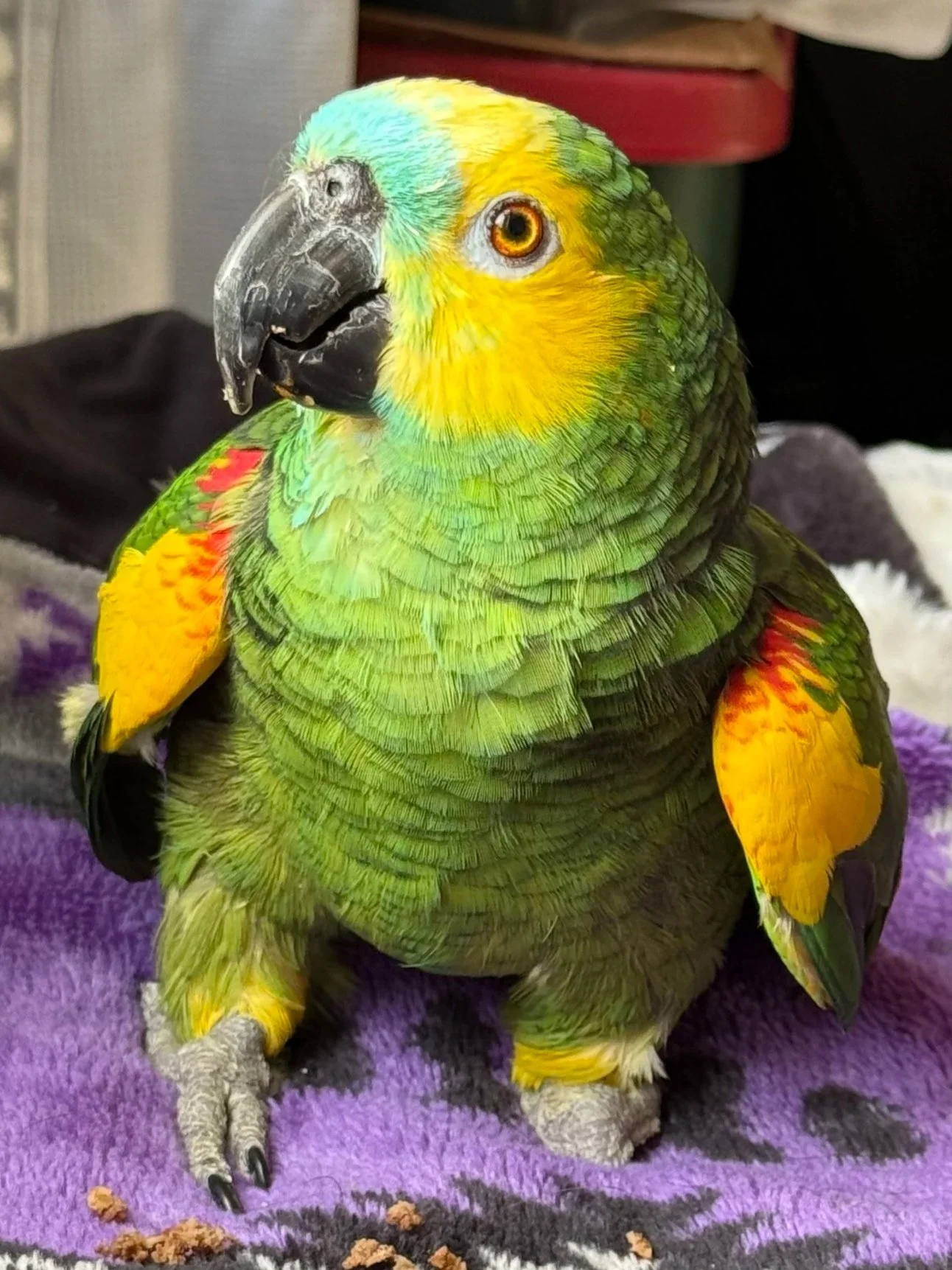 Colorful parrot sitting on a purple blanket with seeds or debris on the blanket.
