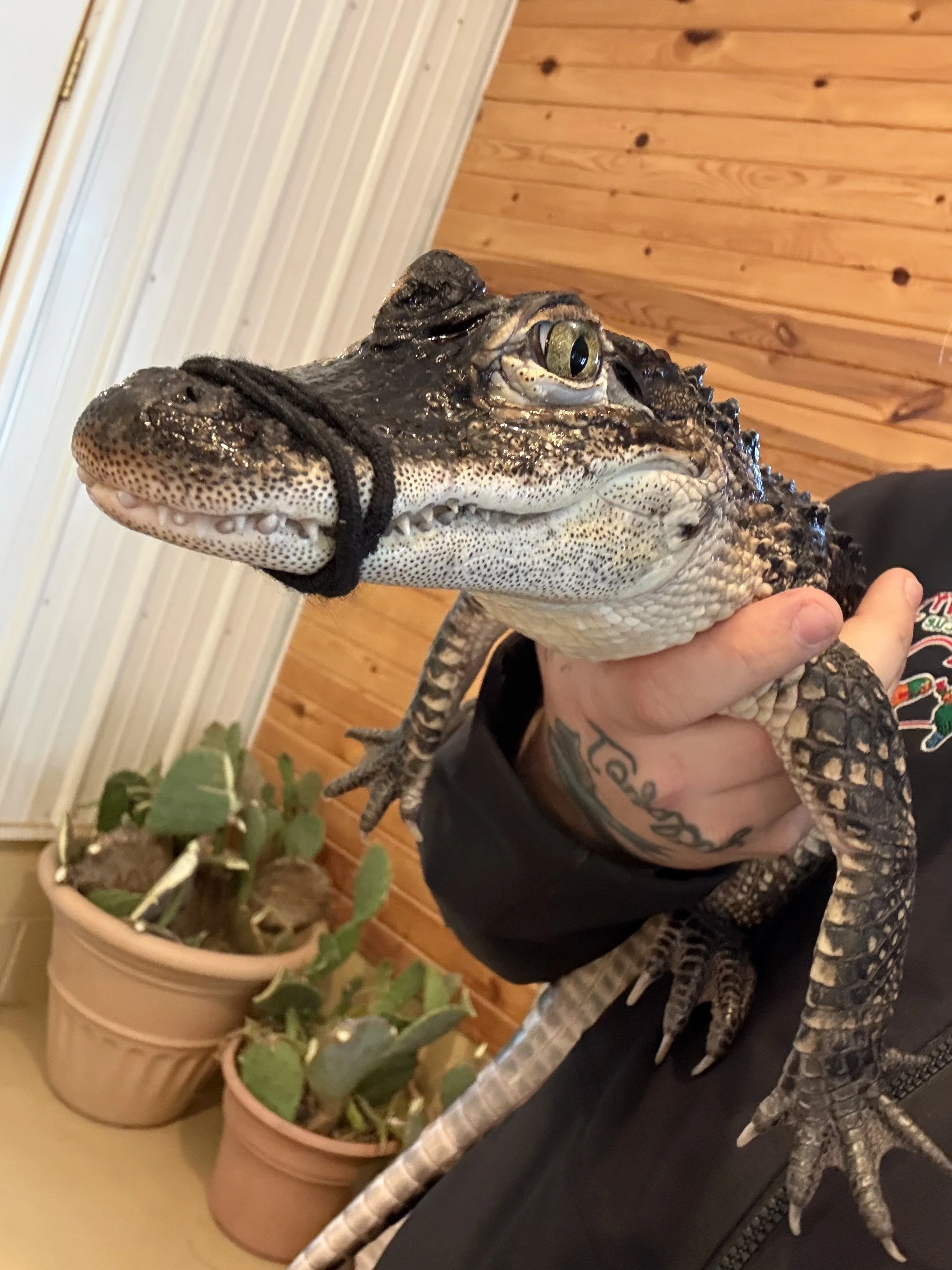 Close-up of an alligator being held by a person with tattoos, in front of potted plants in a room with wood-paneled walls.