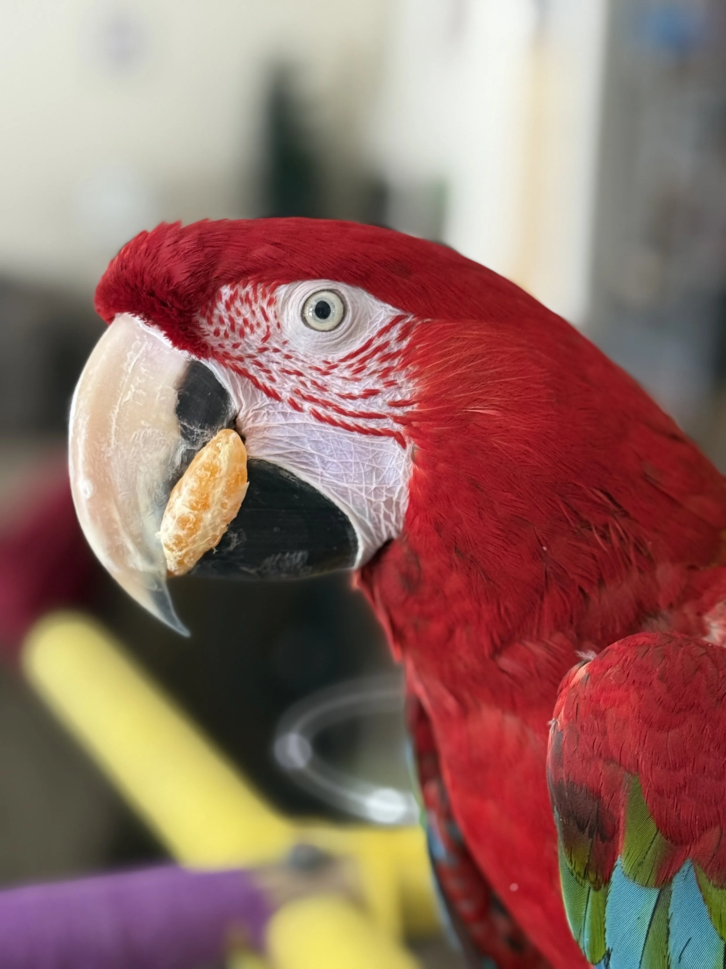At-Home Parrot Grooming & Travel Service