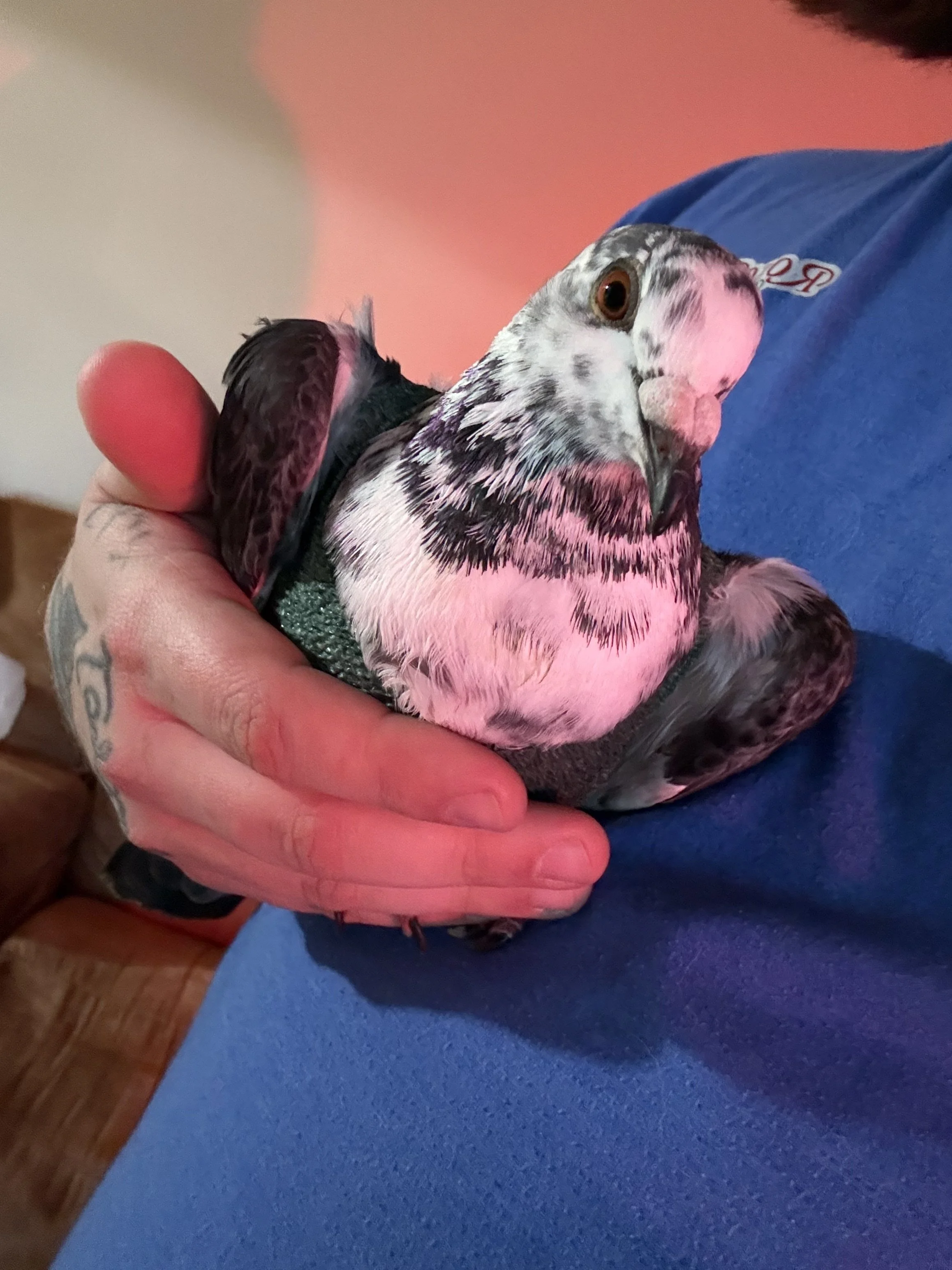 Sarah Wolfe Exotic Vet