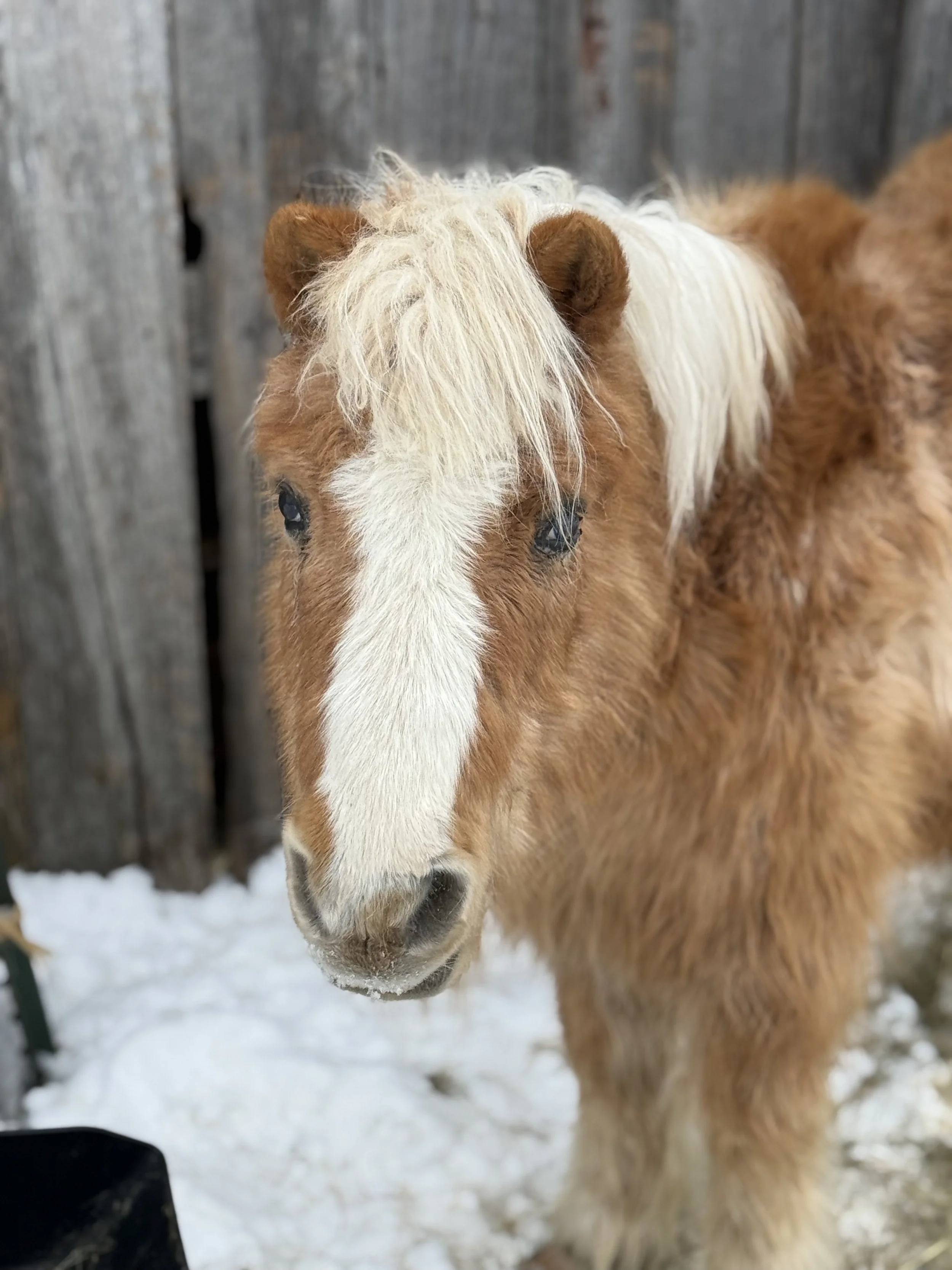 Razorback Ranch Animal Rescue And Retirement